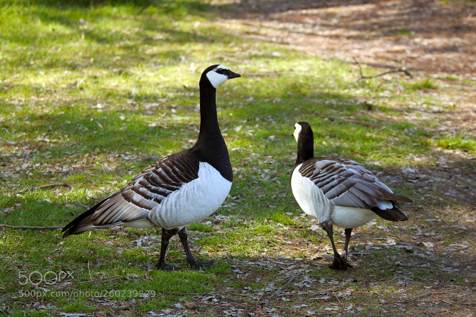 Canon EOS 500D (EOS Rebel T1i / EOS Kiss X3) sample photo. Barnacle geese photography