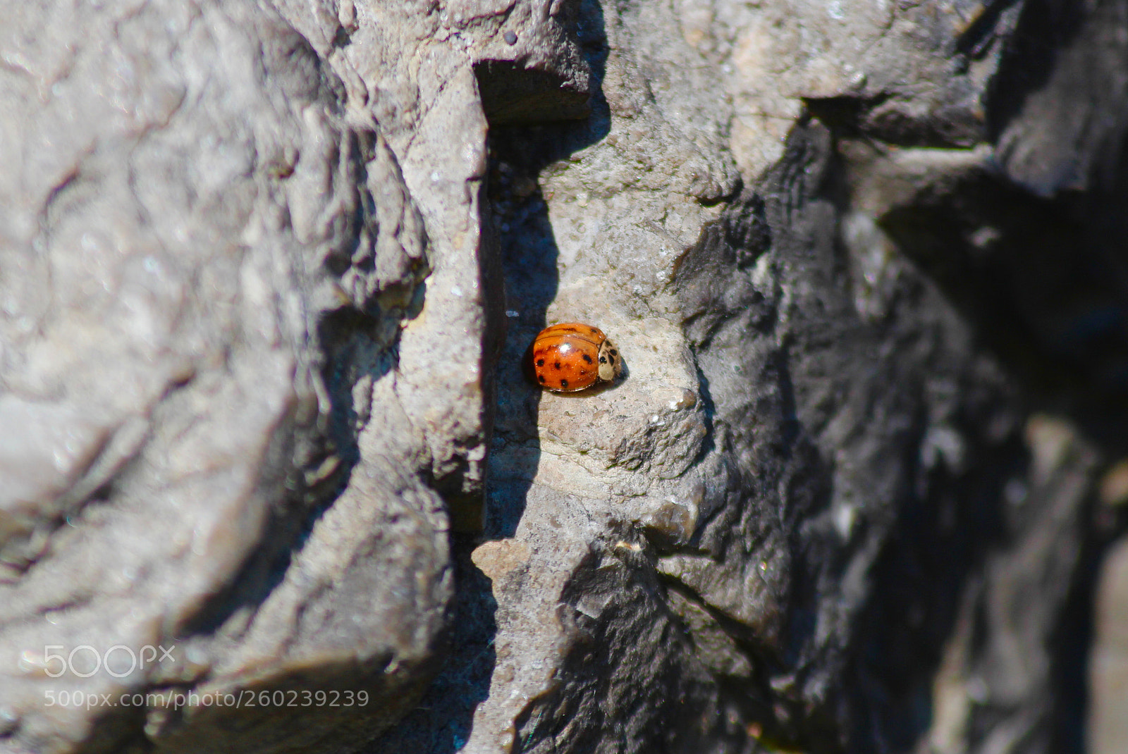 Canon EOS 700D (EOS Rebel T5i / EOS Kiss X7i) sample photo. Ladybug on rock photography
