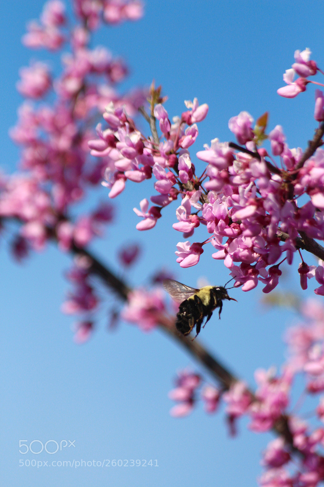 Canon EOS 700D (EOS Rebel T5i / EOS Kiss X7i) sample photo. Fight of the bumblebee photography