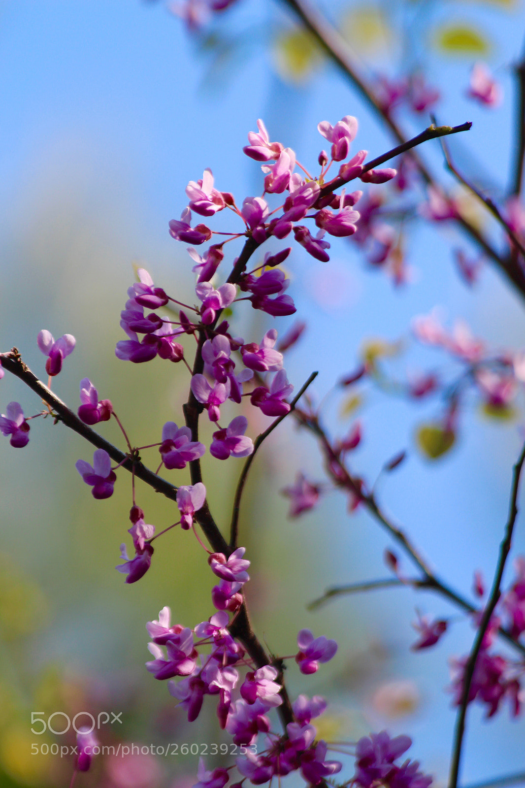Canon EOS 700D (EOS Rebel T5i / EOS Kiss X7i) sample photo. Blossoms photography