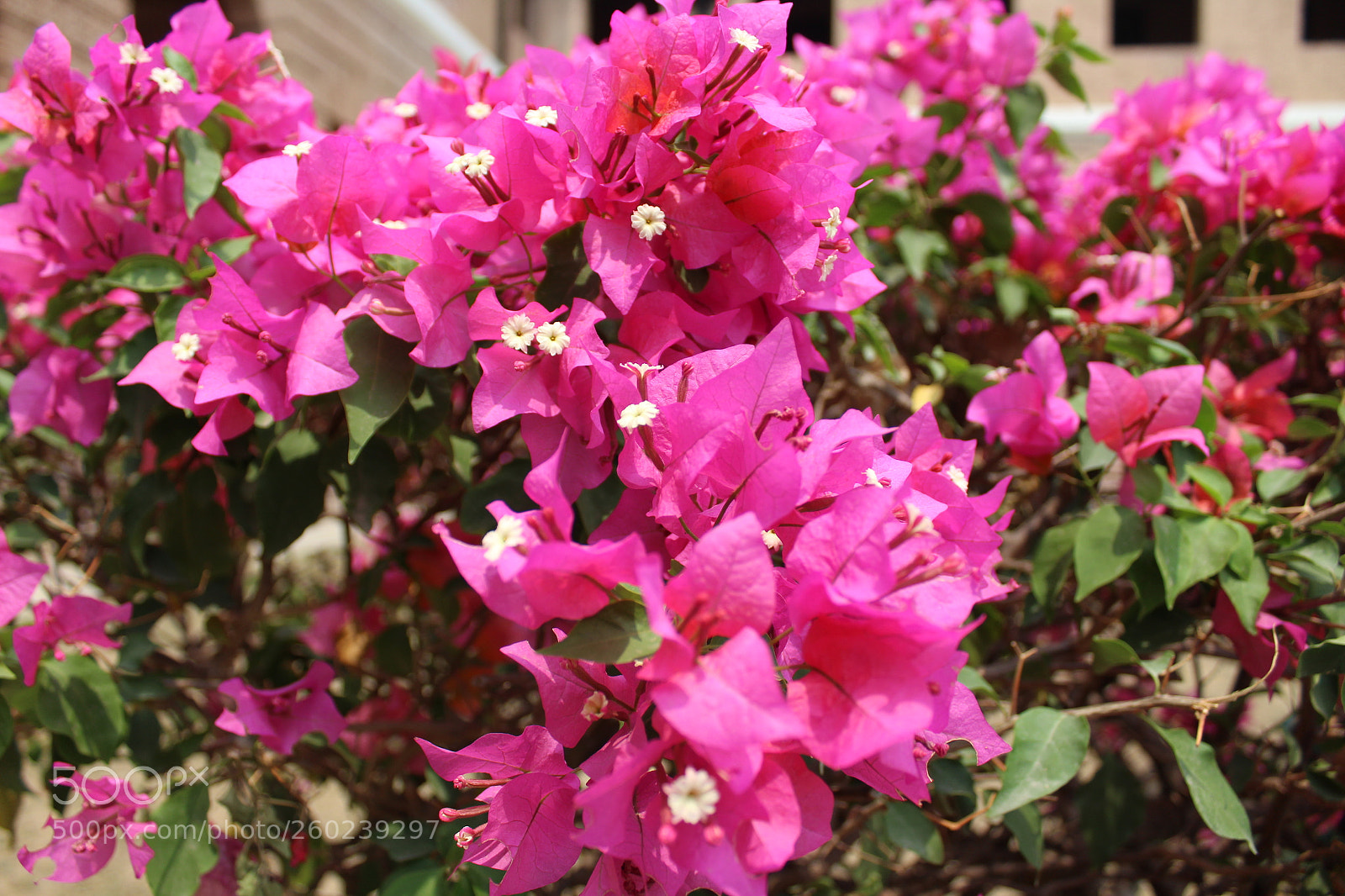 Canon EOS 1300D (EOS Rebel T6 / EOS Kiss X80) sample photo. Flower photography