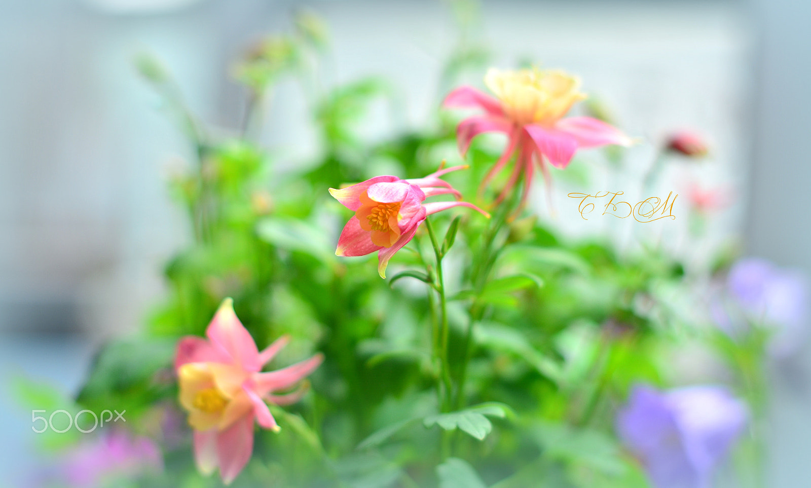 Nikon D5100 + Nikon AF-S Nikkor 50mm F1.4G sample photo. ..in my garden... photography