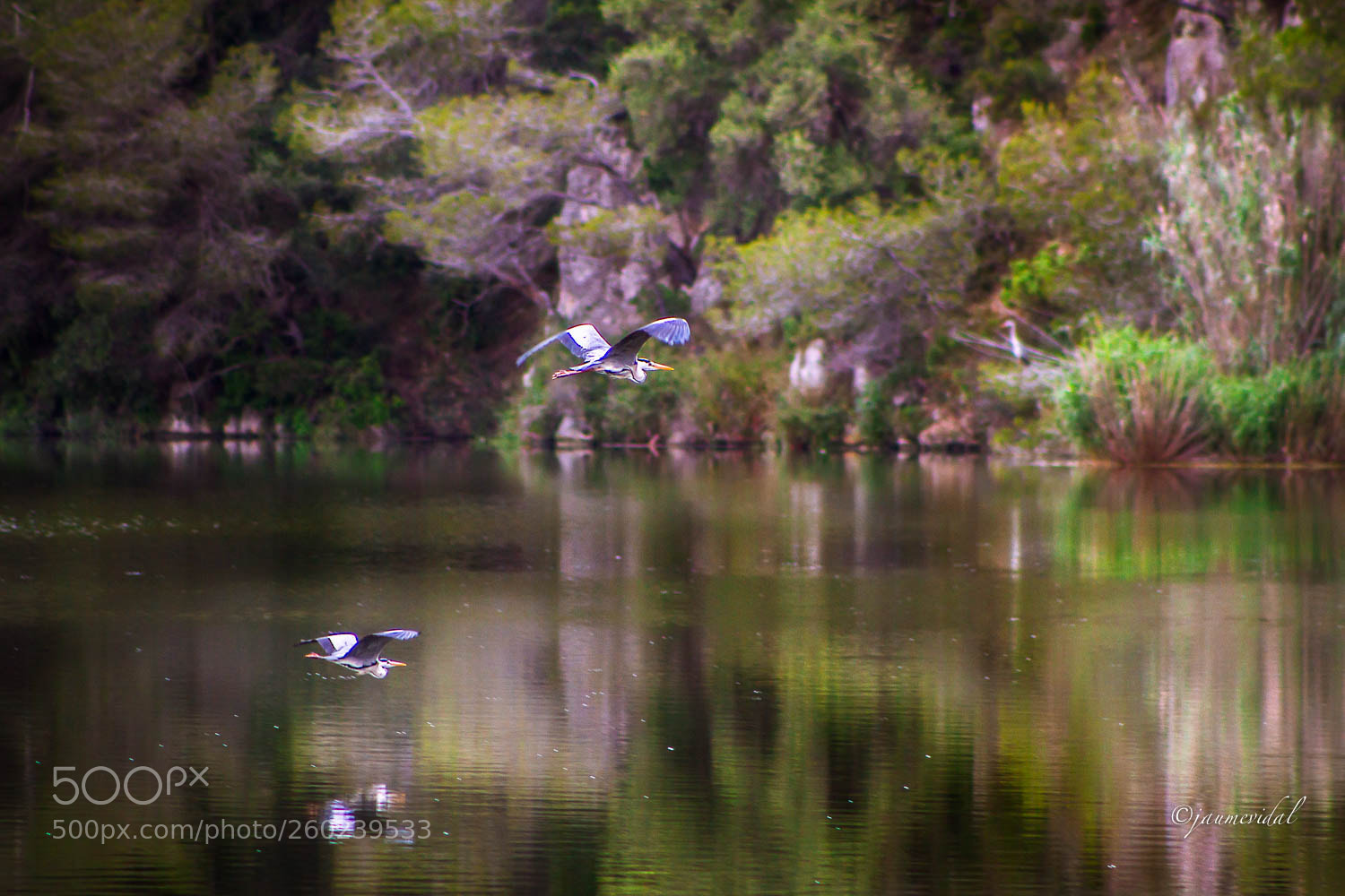 Canon EOS 7D sample photo. Vuelo de garzas reales photography