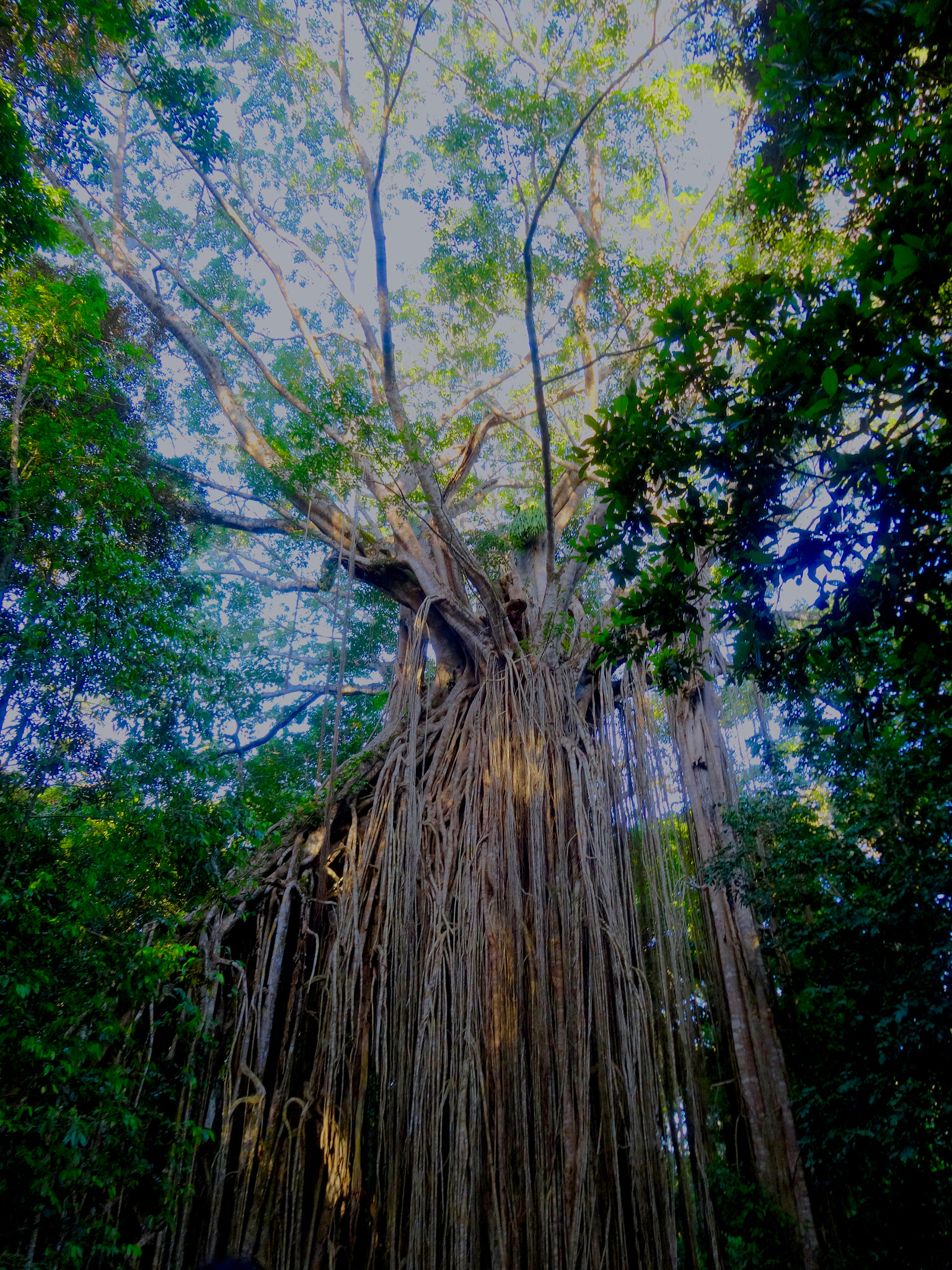 Sony Cyber-shot DSC-WX300 sample photo. Curtain fig tree in australia photography