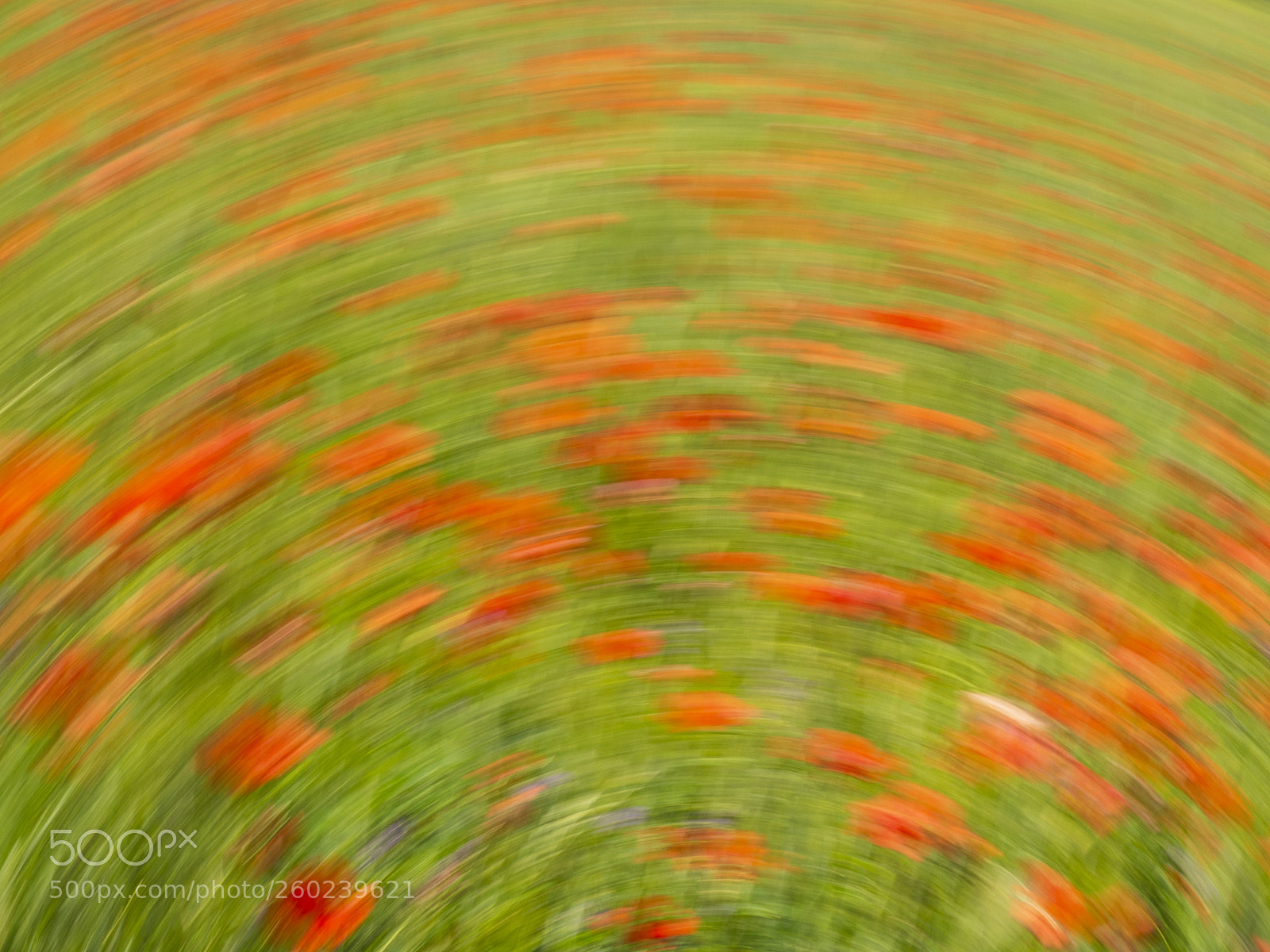 Olympus OM-D E-M5 II sample photo. Composition in red and photography