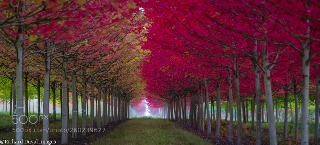 Nikon D750 sample photo. Row of red photography