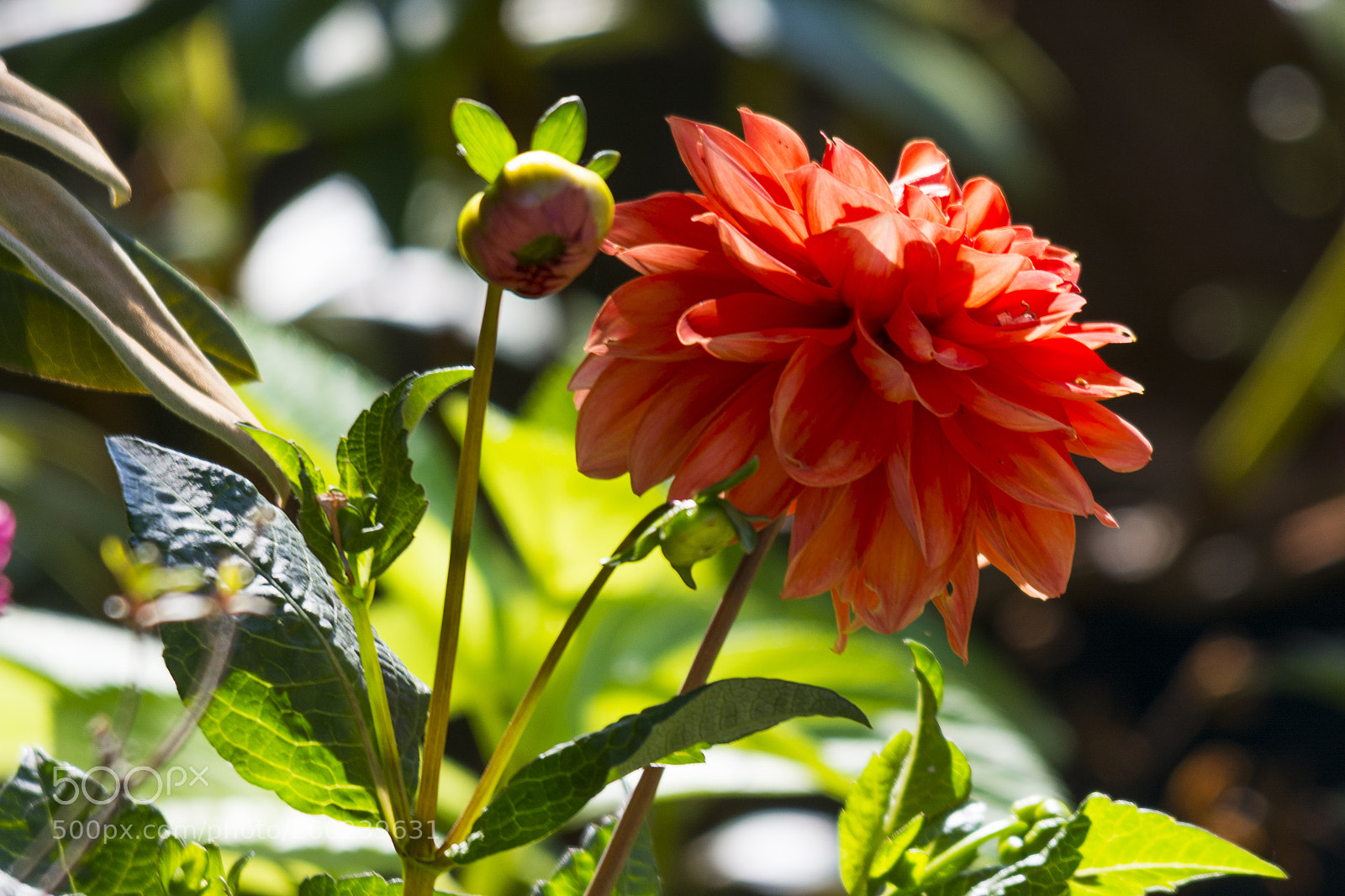 Nikon D7100 sample photo. My garden 1 photography