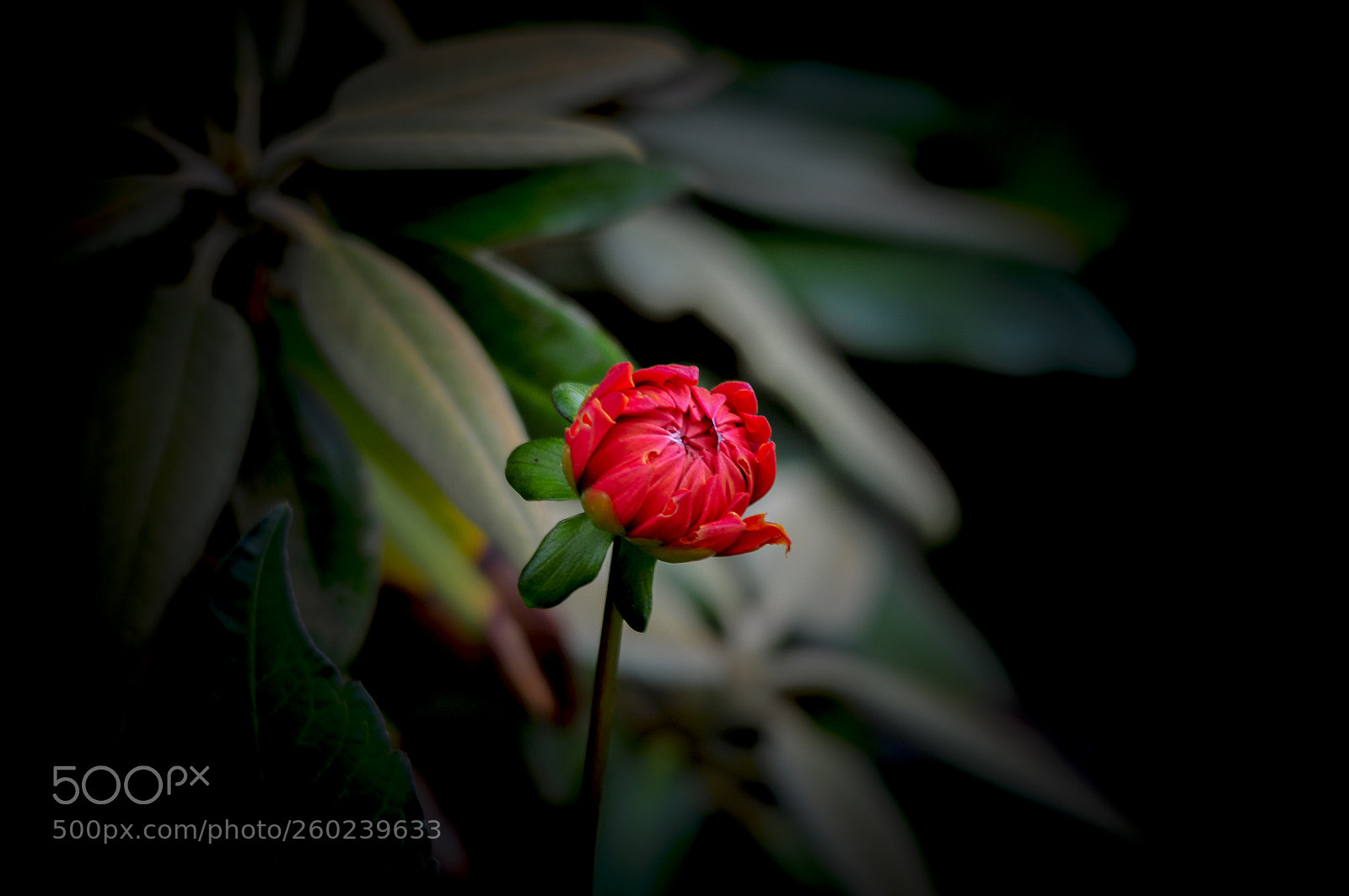 Nikon D300S sample photo. My garden 2 photography