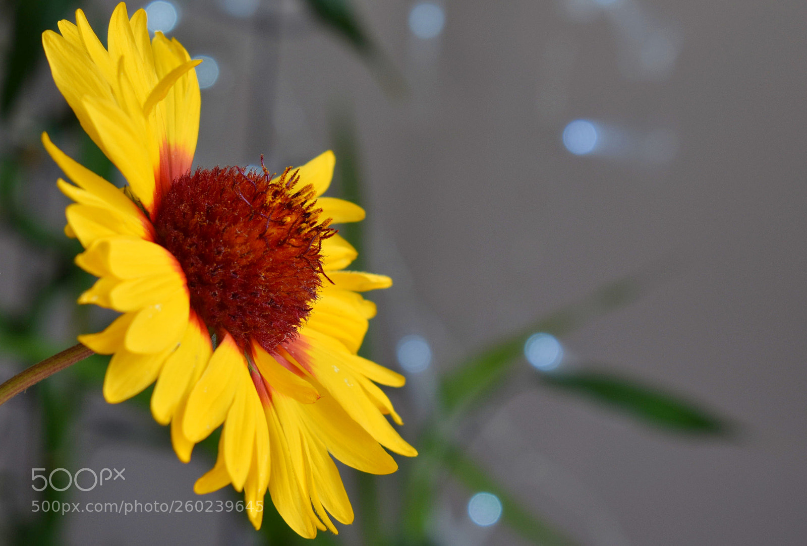 Nikon D3400 sample photo. Flower photography