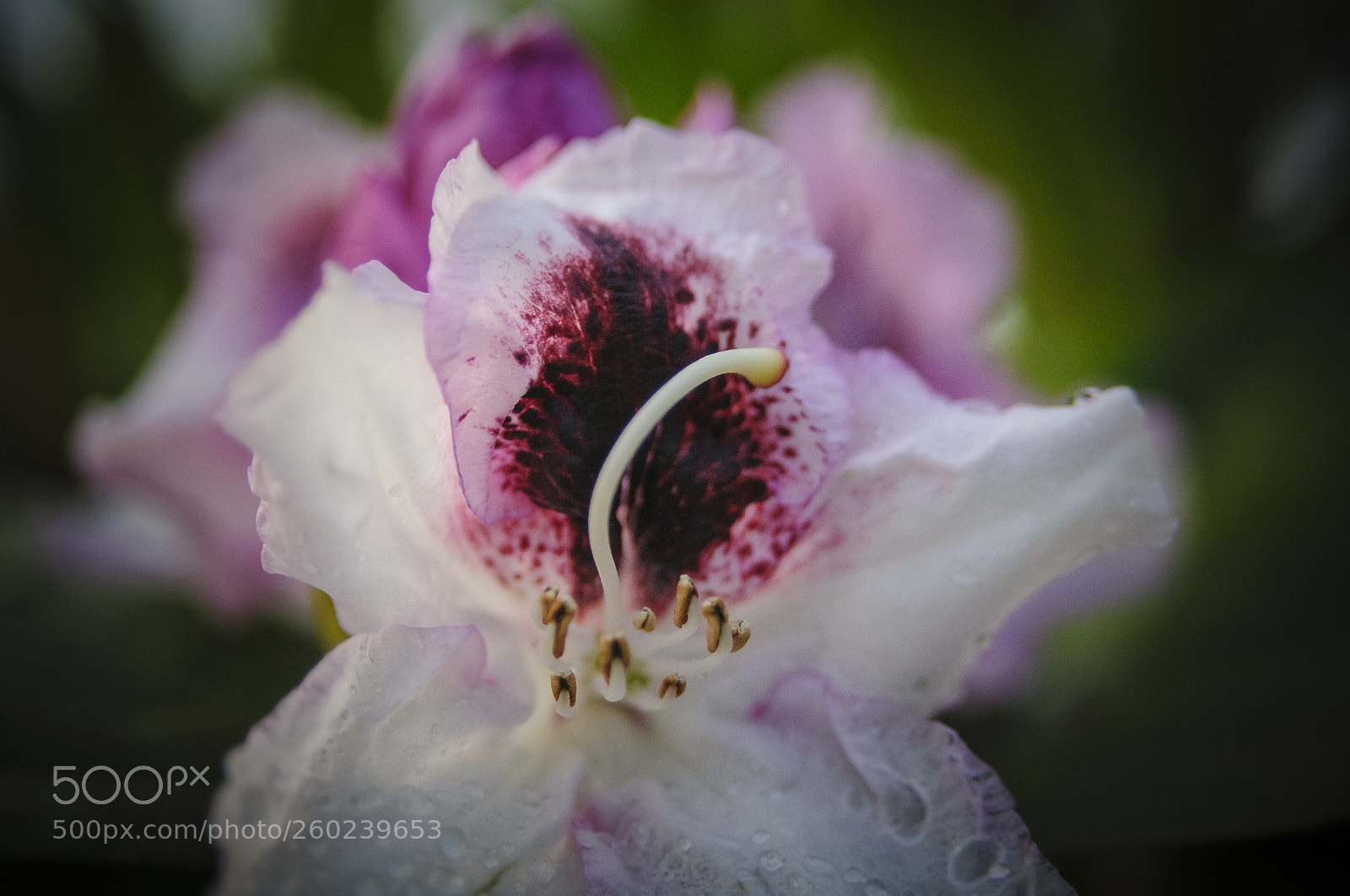 Nikon D300S sample photo. My garden 3 photography