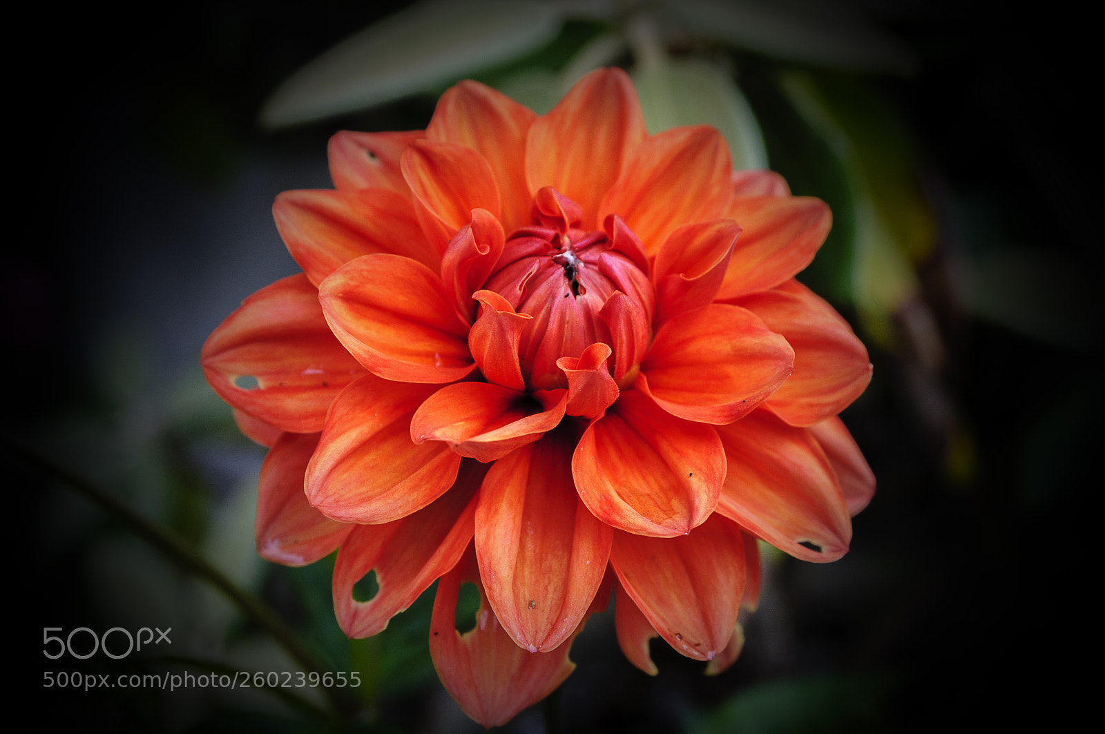 Nikon D300S sample photo. My garden 5 photography
