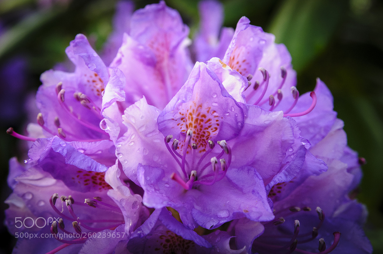 Nikon D300S sample photo. My garden 4 photography