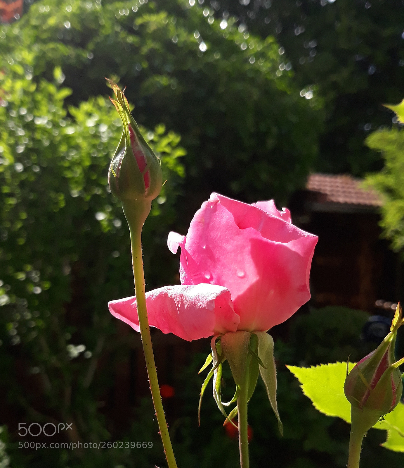 Samsung Galaxy J5 sample photo. Untitled photography
