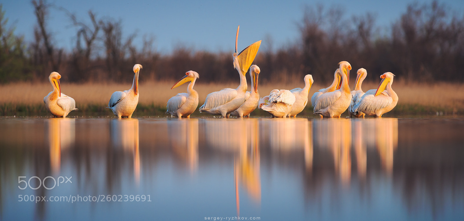 Nikon D800 sample photo. Great white pelican pelecanus photography