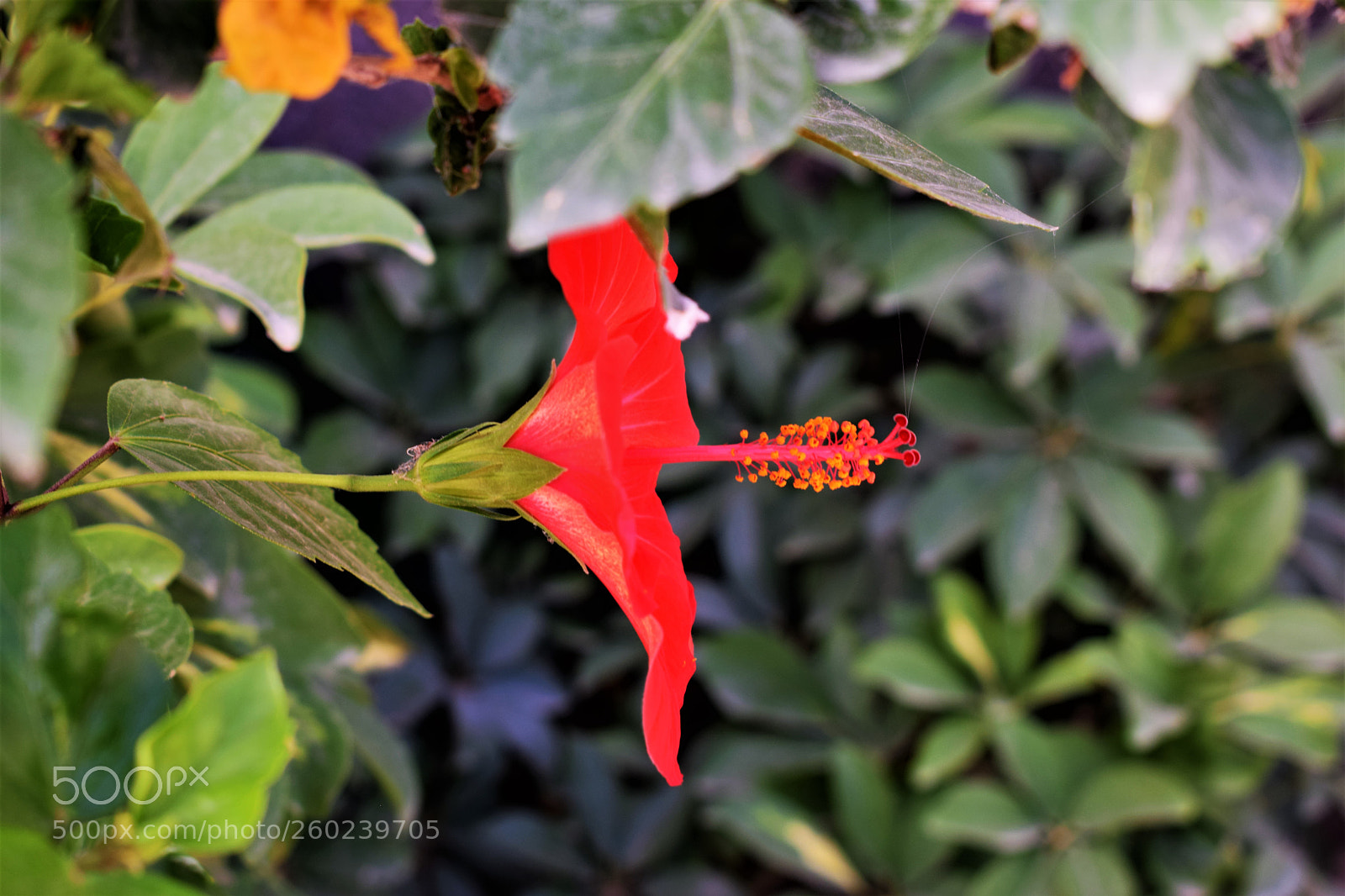 Nikon D3300 sample photo. Flor de galiela. tiberiades photography