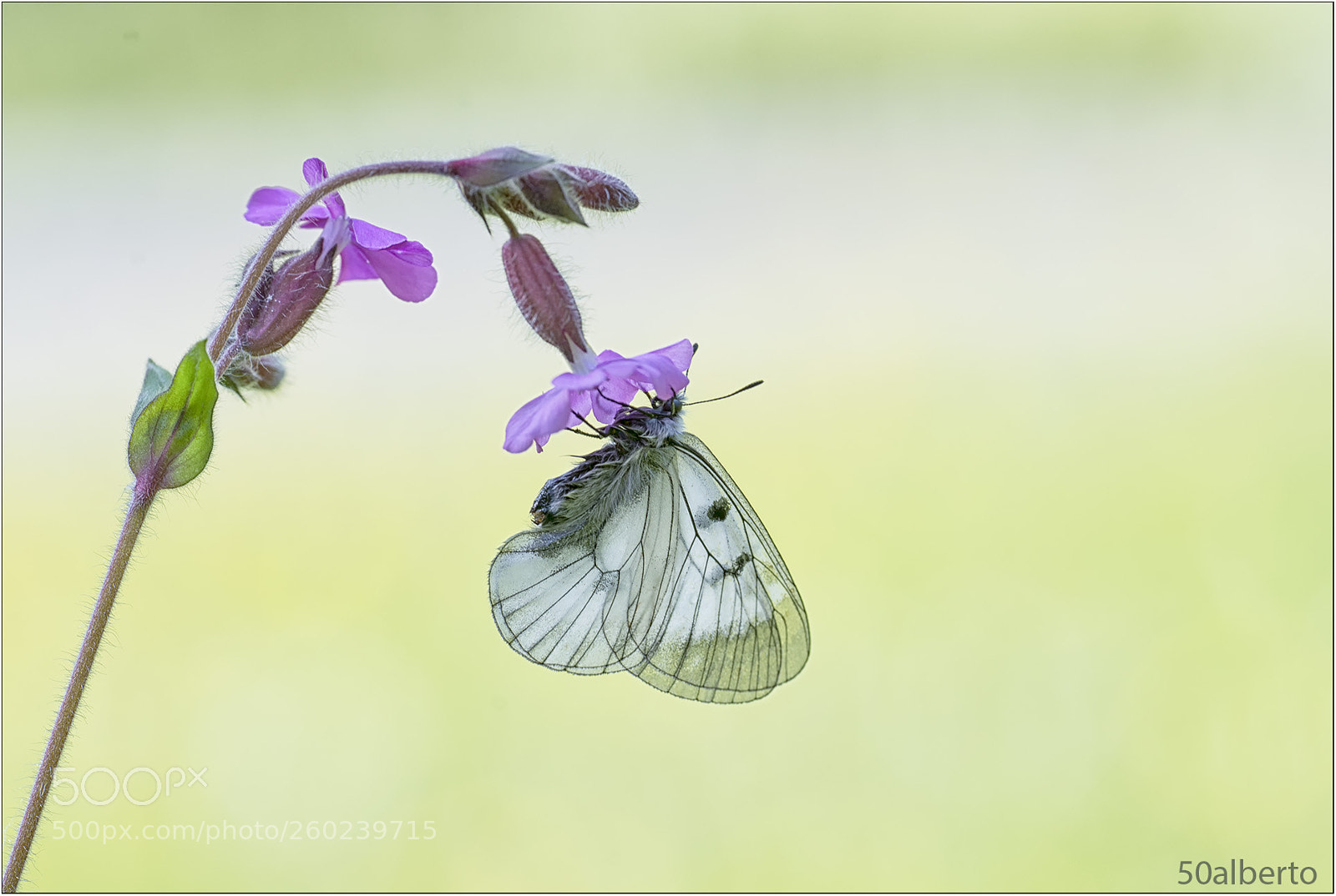Nikon D610 sample photo. Parnassius mnemosye photography
