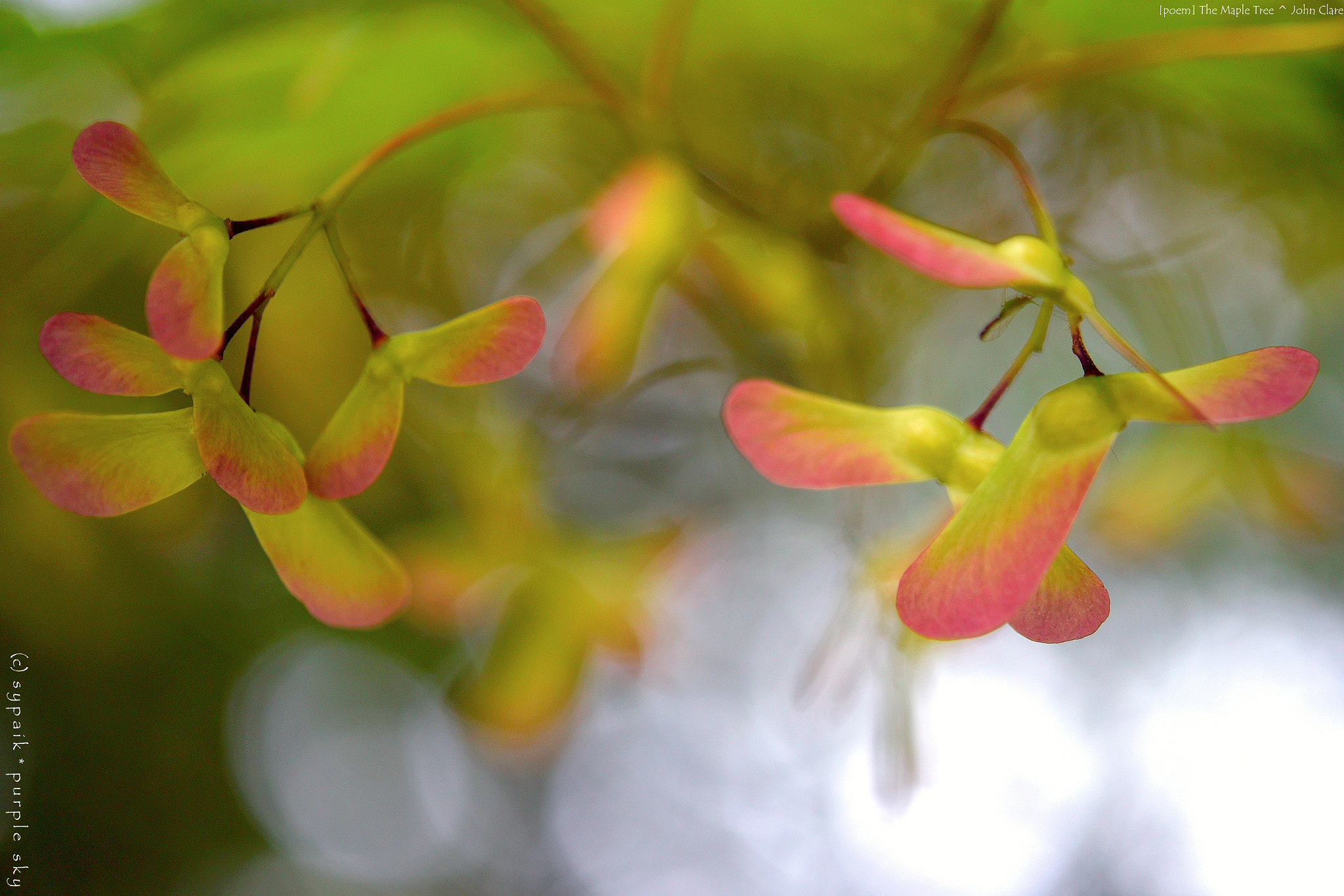 Nikon D750 + Nikon AF-S Micro-Nikkor 60mm F2.8G ED sample photo. The maple tree * photography