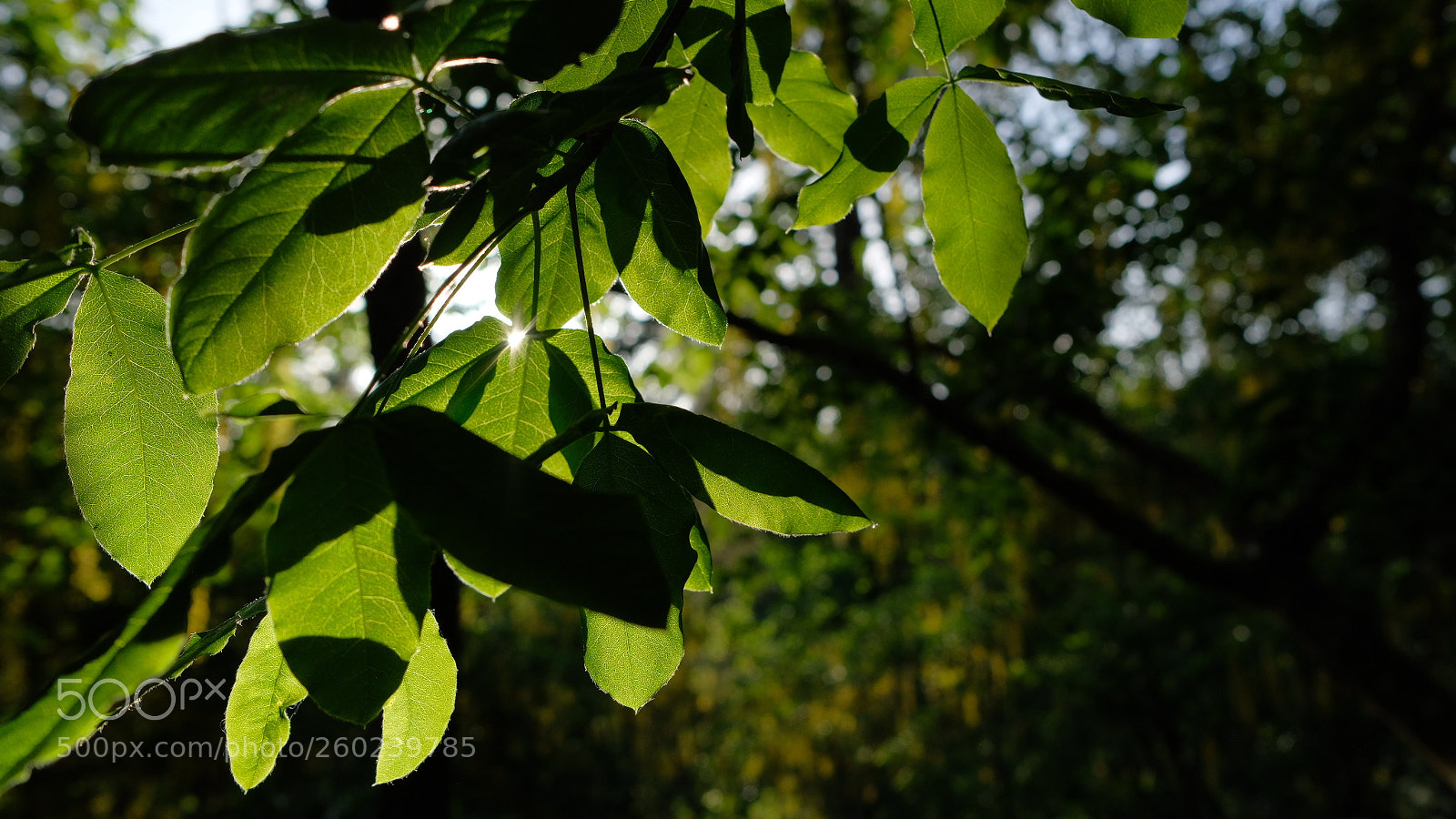 Fujifilm X-T2 sample photo. Xt2-23/2 photography