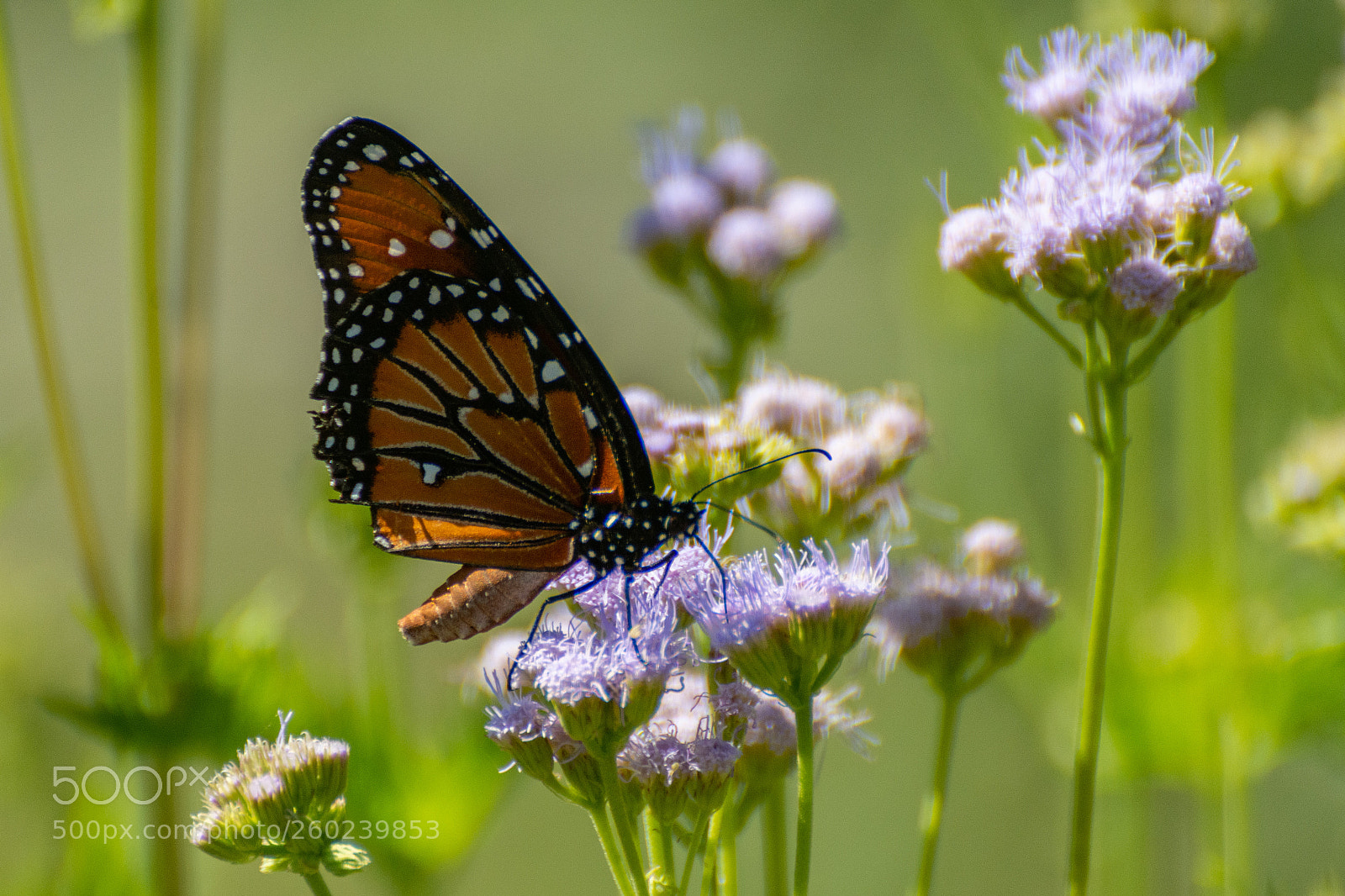 Nikon D7100 sample photo. Monarch on gregg's mist photography