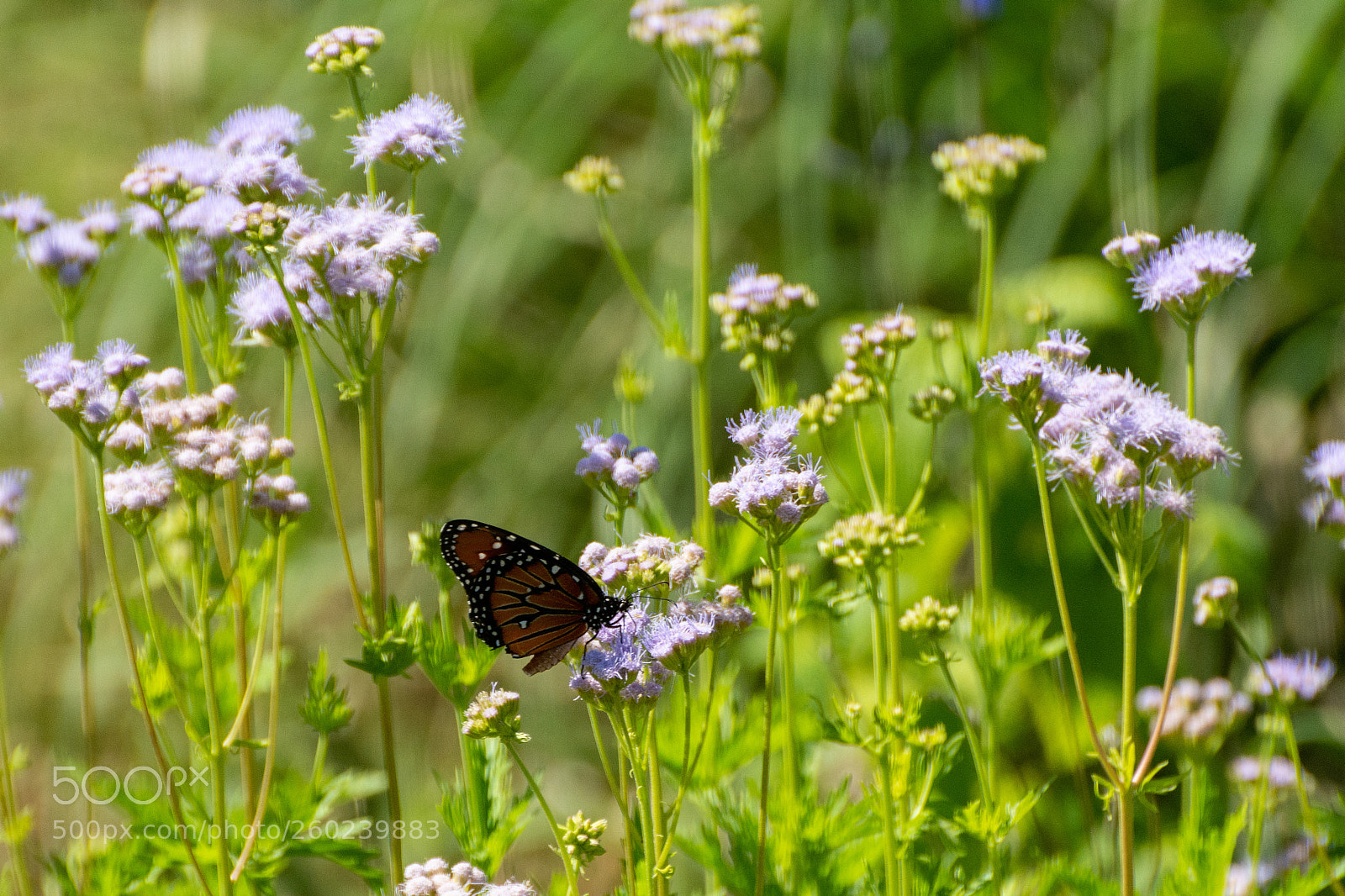 Nikon D7100 sample photo. Monarch on gregg's mist photography