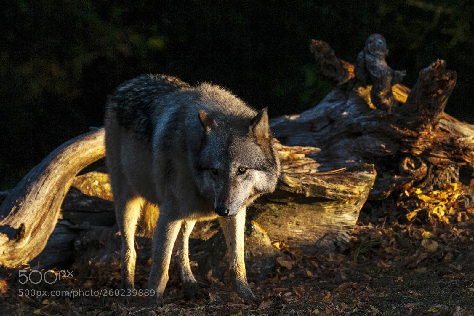 Canon EOS-1D Mark II N sample photo. Wolf photography