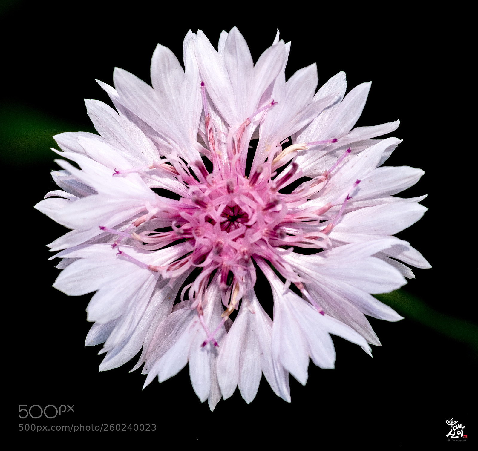 Fujifilm X-T2 sample photo. Macro world photography