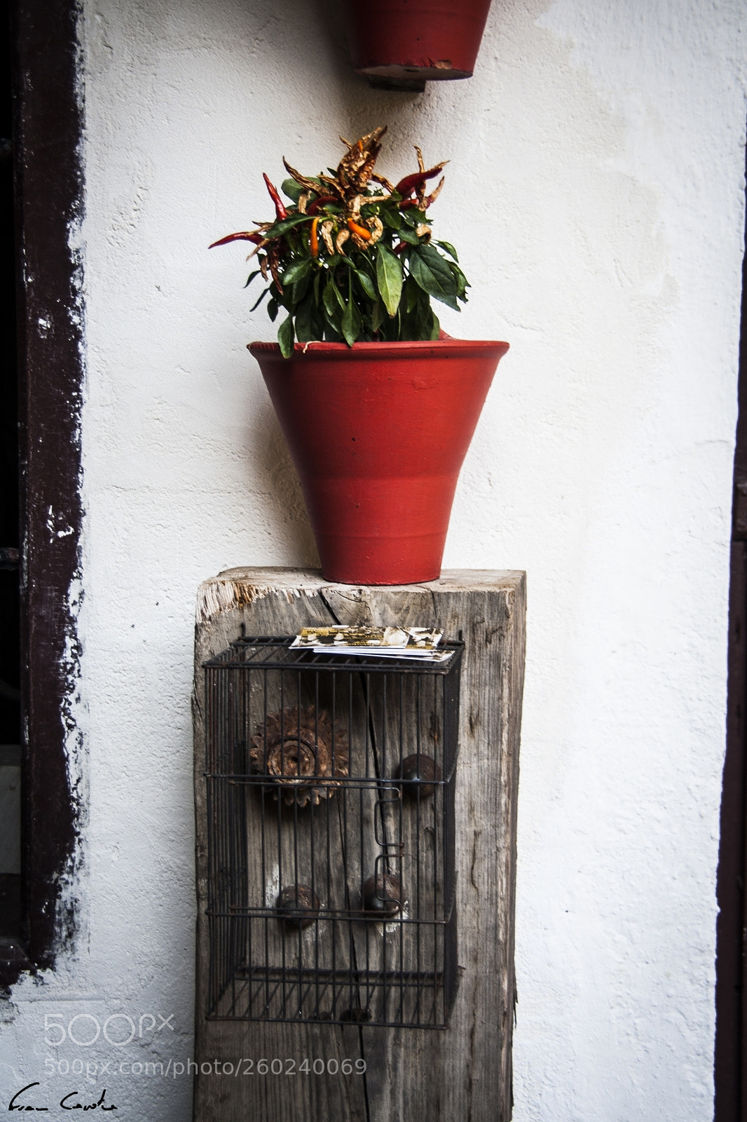 Canon EOS 350D (EOS Digital Rebel XT / EOS Kiss Digital N) sample photo. A cordovan flowerpot photography