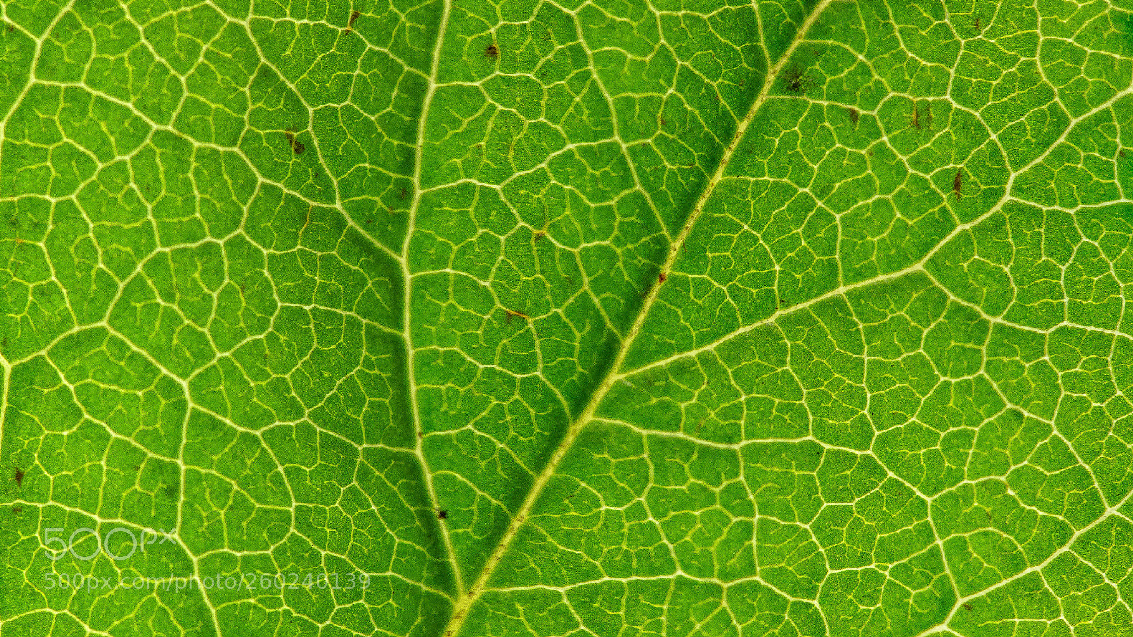 Nikon D610 sample photo. Leaf photography