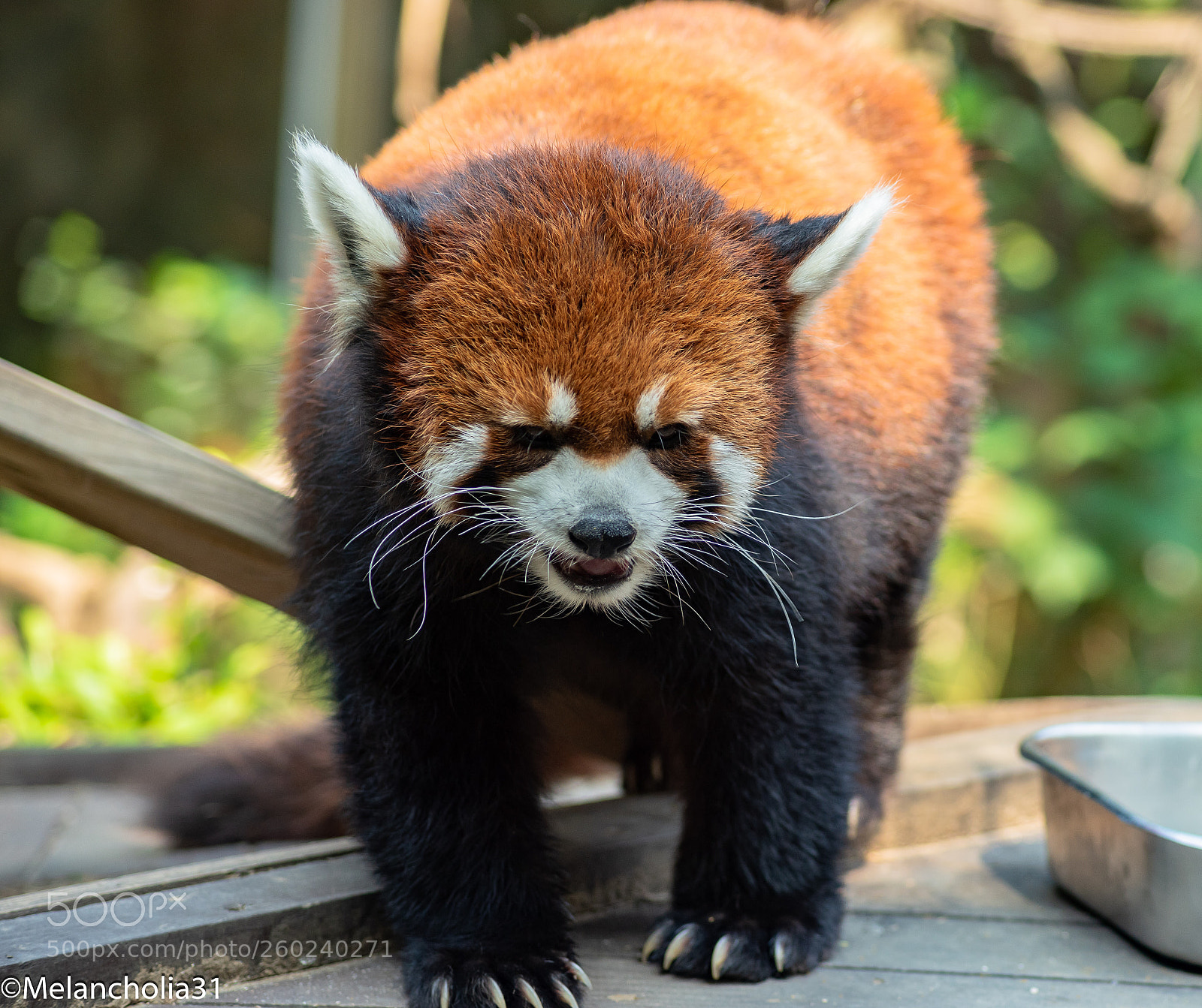 Nikon D750 sample photo. Grrrrr... photography