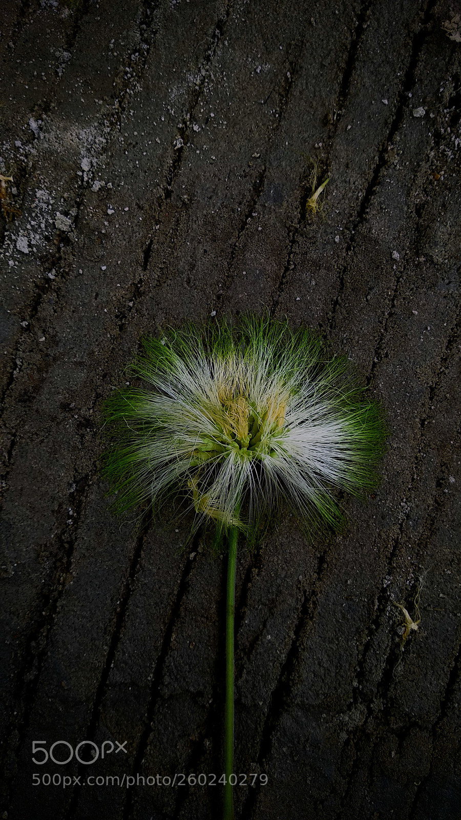Xiaomi Mi A1 sample photo. Untitled photography