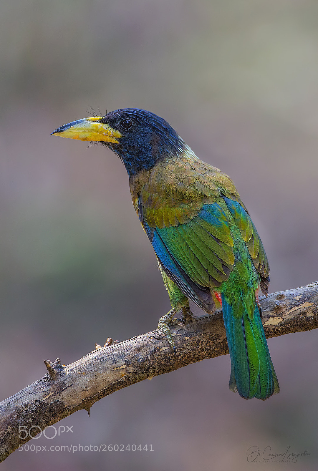 Canon EOS-1D X sample photo. Great barbet photography