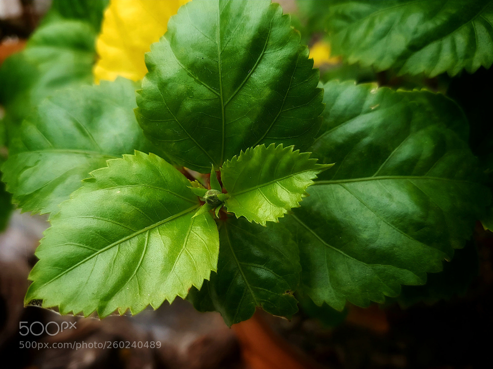 Samsung Galaxy S7 Edge sample photo. 20180523_105243-01-01.jpeg photography