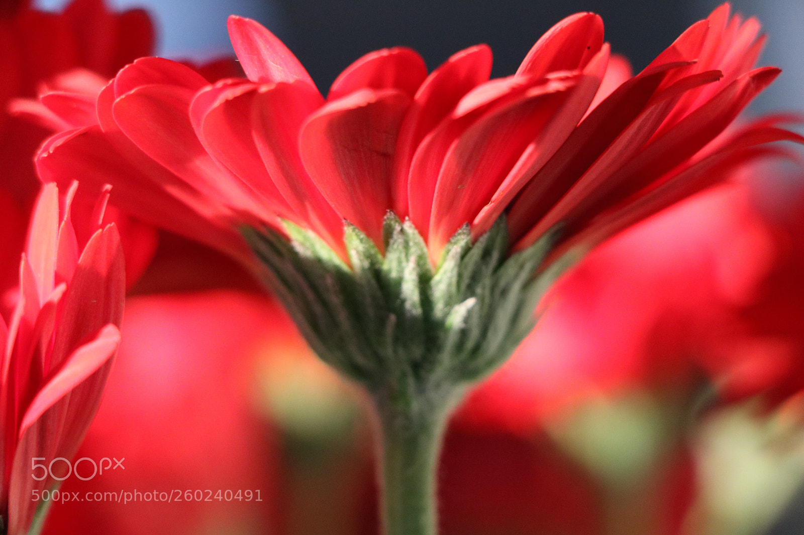 Canon EOS 750D (EOS Rebel T6i / EOS Kiss X8i) sample photo. The perfect flower photography