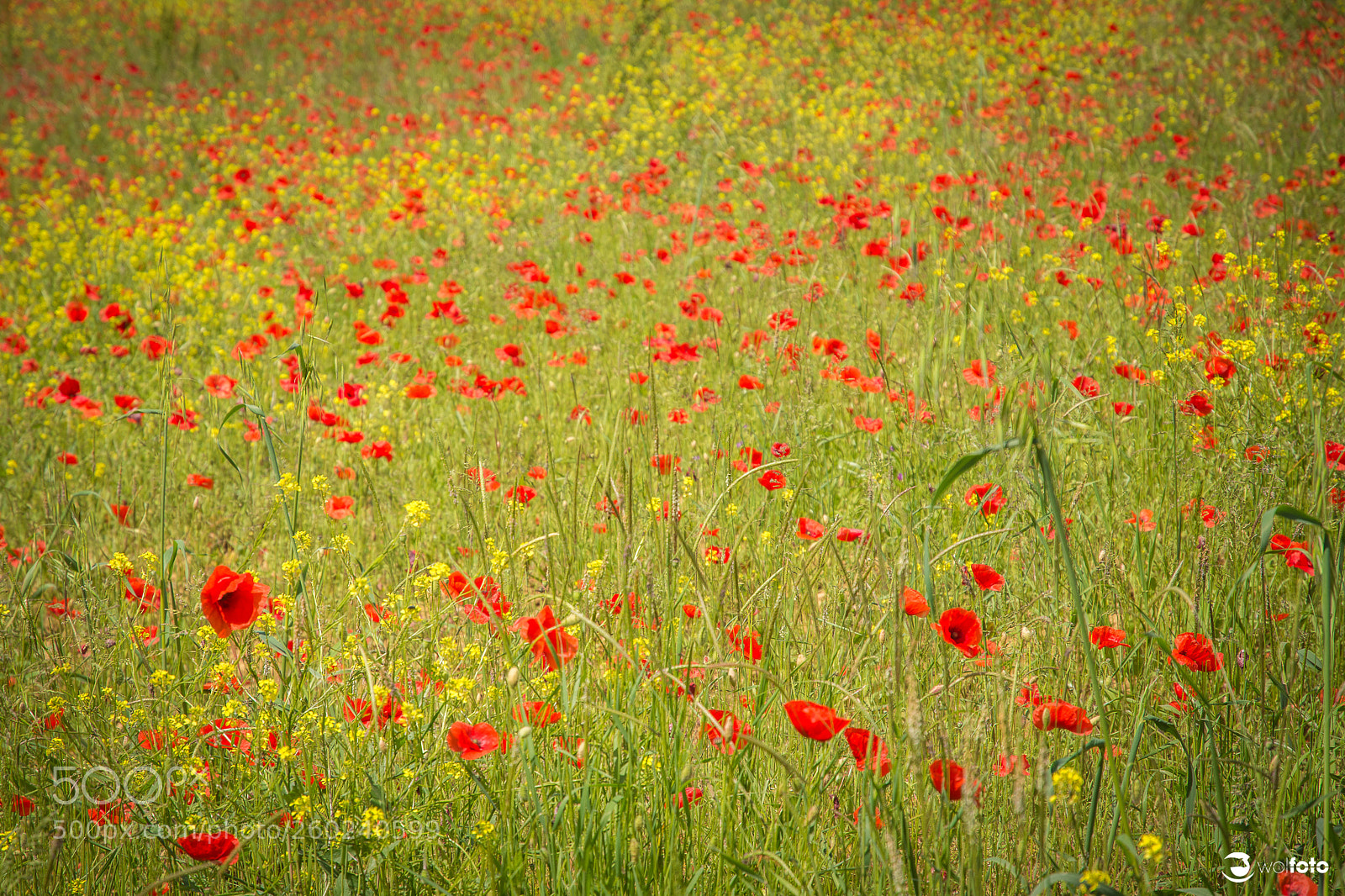 Nikon D7100 sample photo. Poppies photography
