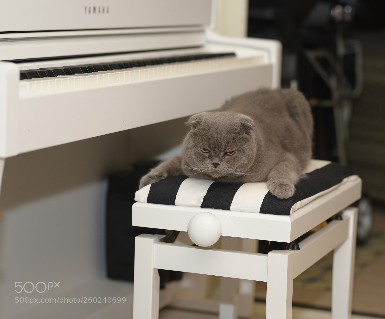 Nikon D750 sample photo. Cat and piano photography