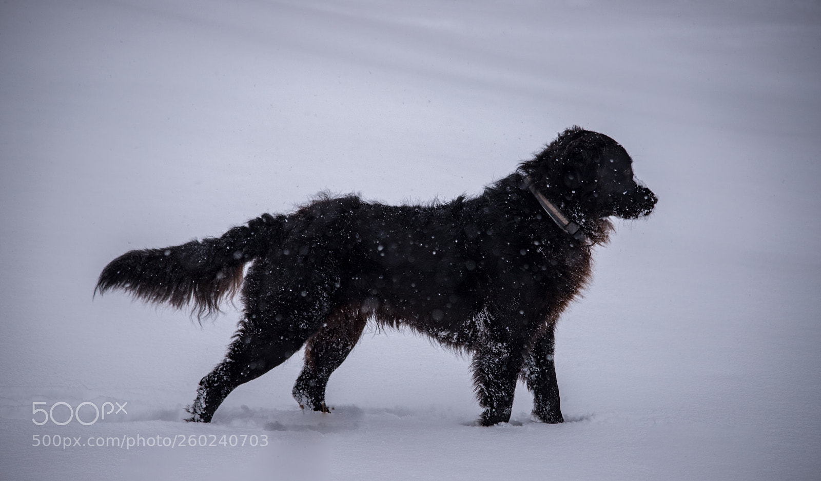 Canon EOS 6D Mark II sample photo. Dog in the snow photography
