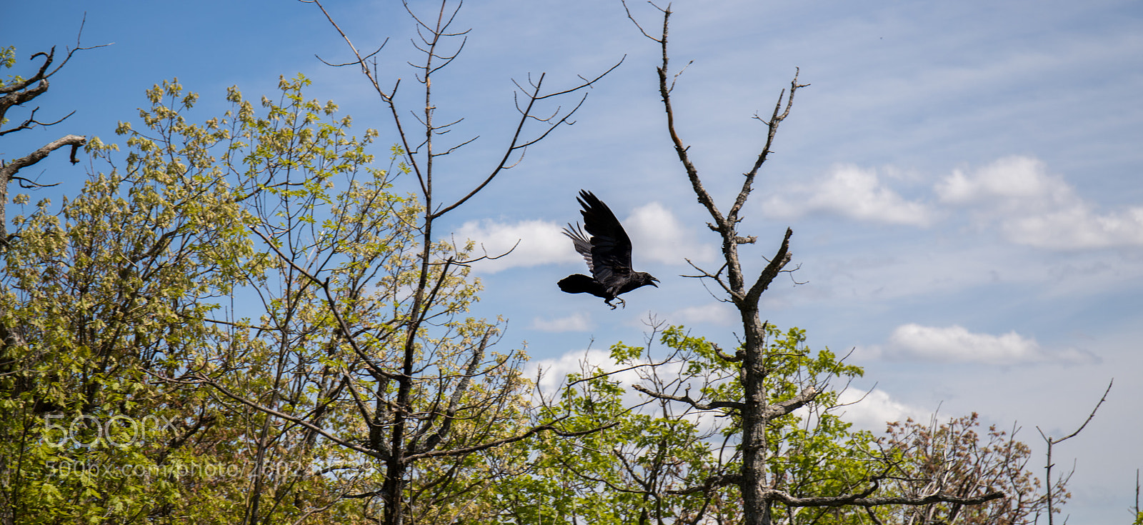Canon EOS 6D Mark II sample photo. Black bird photography