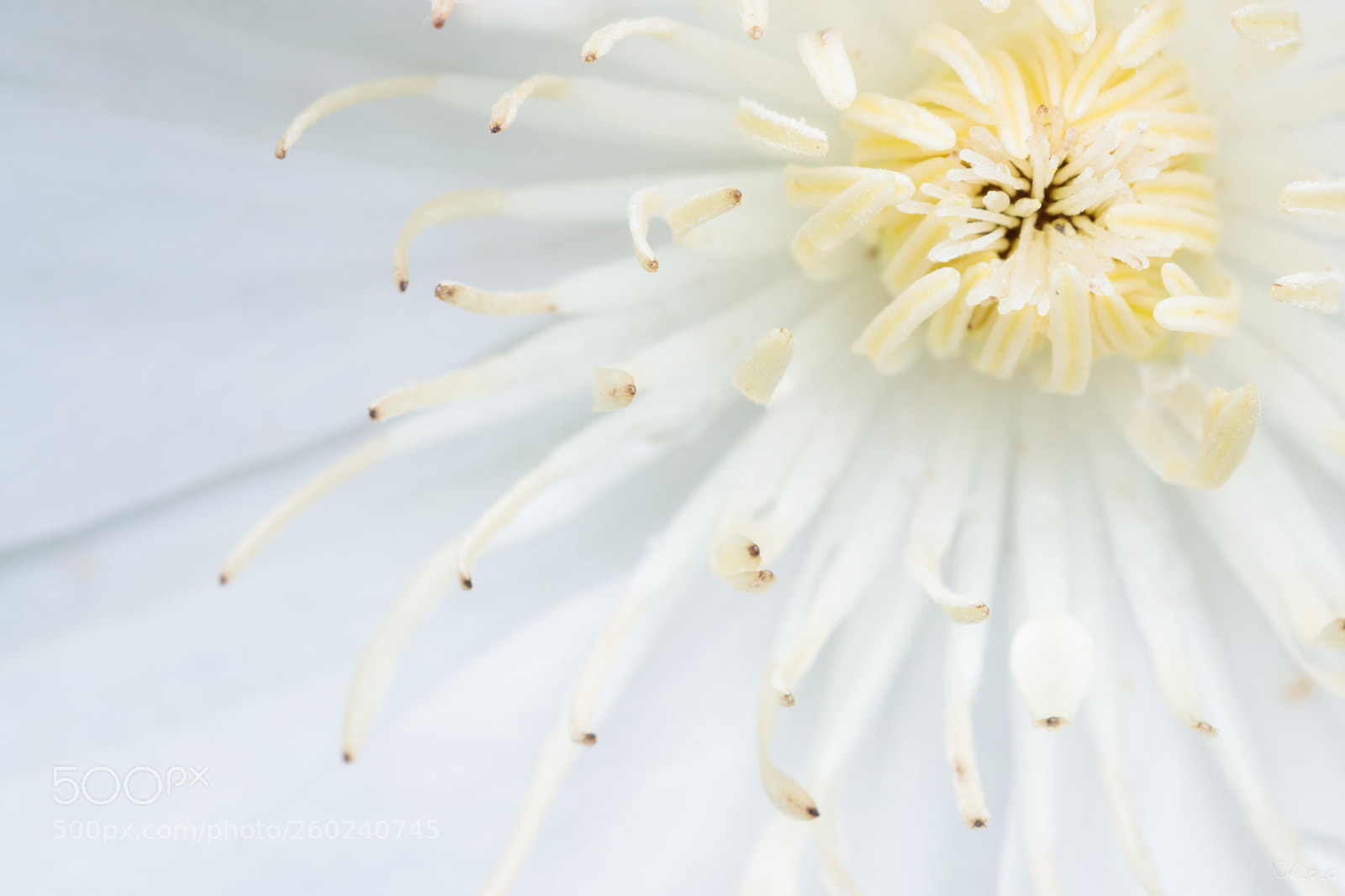 Canon EOS 80D sample photo. Clematis photography