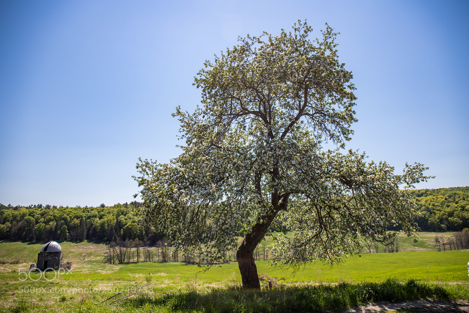 Canon EOS 6D Mark II sample photo. Cross loop tree photography