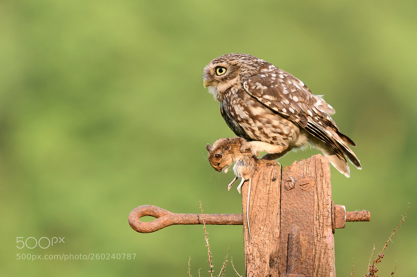 Nikon D850 sample photo. Little owl - food photography