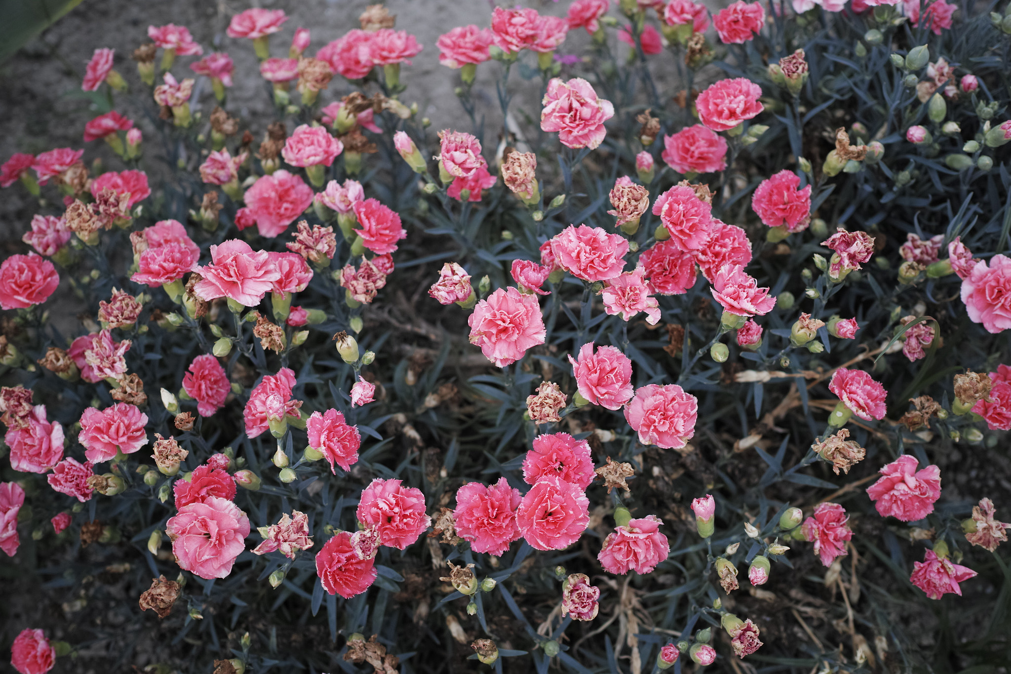 Sigma dp2 Quattro sample photo