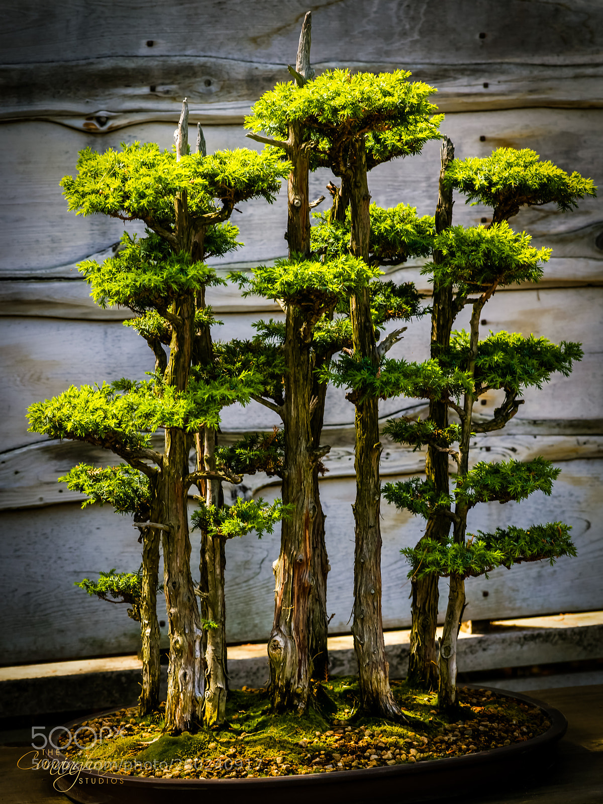 Nikon D850 sample photo. Bonsai trees photography