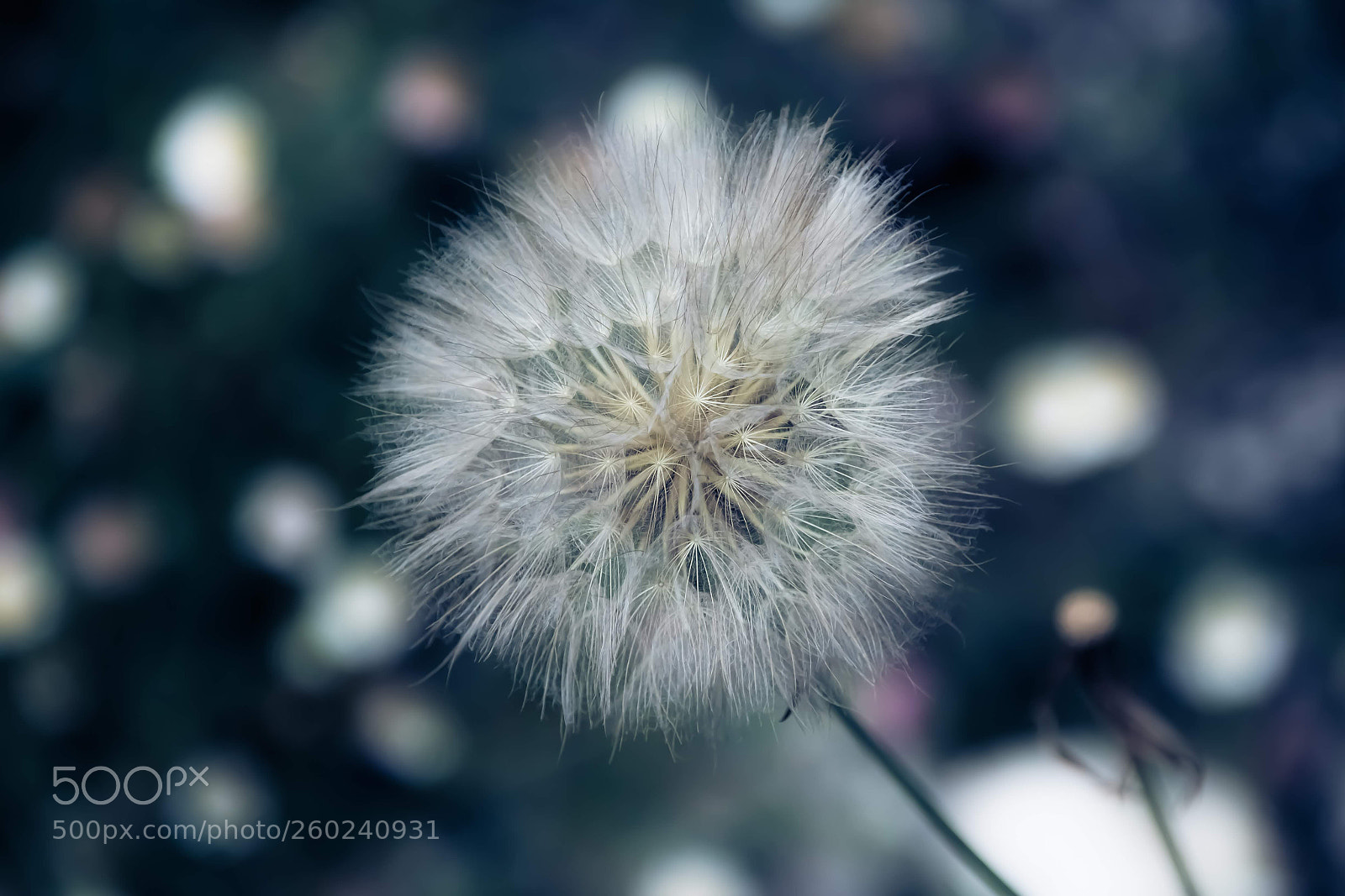 Canon EOS 750D (EOS Rebel T6i / EOS Kiss X8i) sample photo. Blooming photography