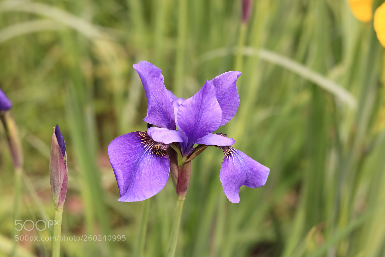 Canon EOS 750D (EOS Rebel T6i / EOS Kiss X8i) sample photo. Untitled photography