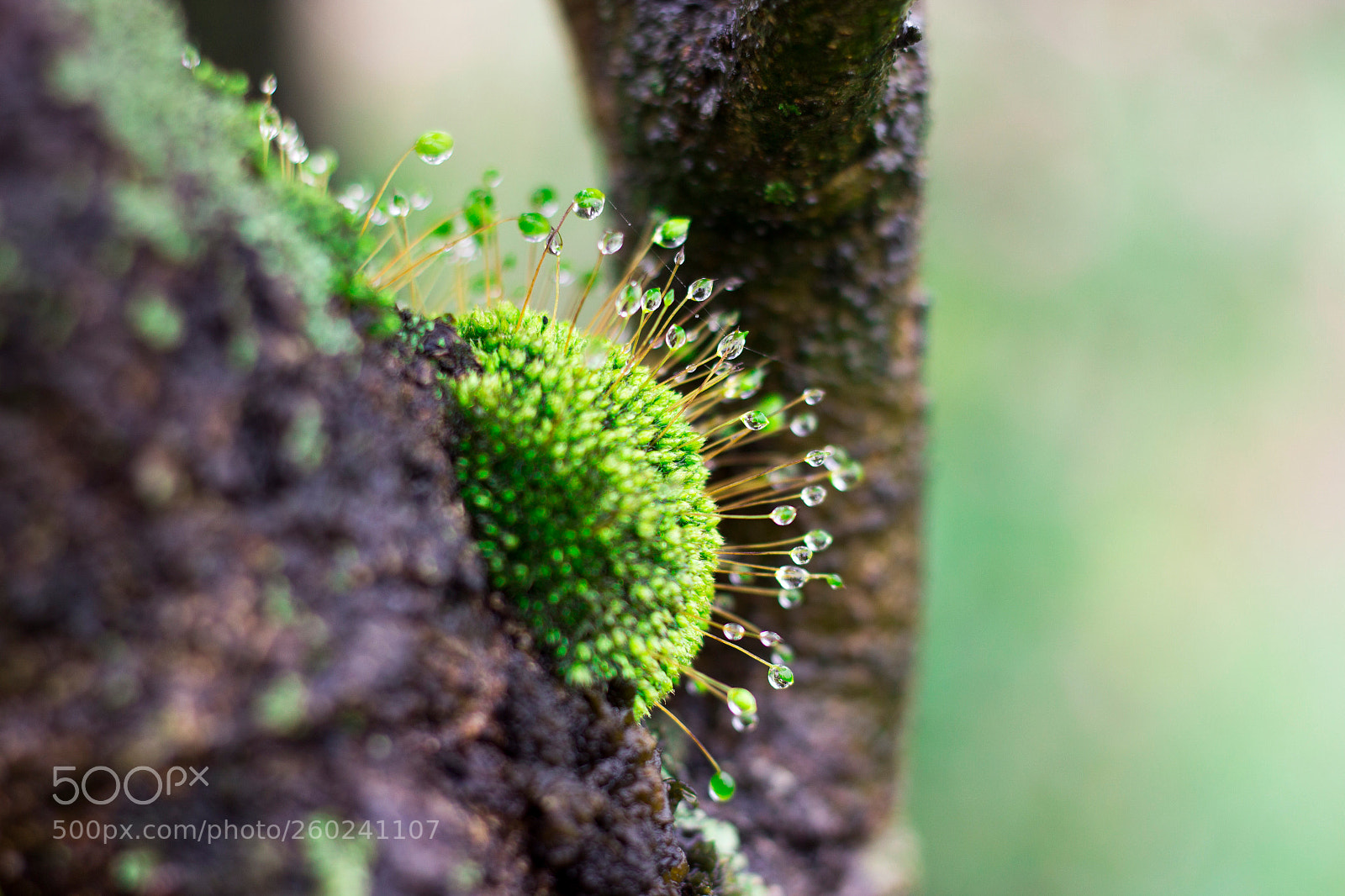 Canon EOS 600D (Rebel EOS T3i / EOS Kiss X5) sample photo. Moss photography