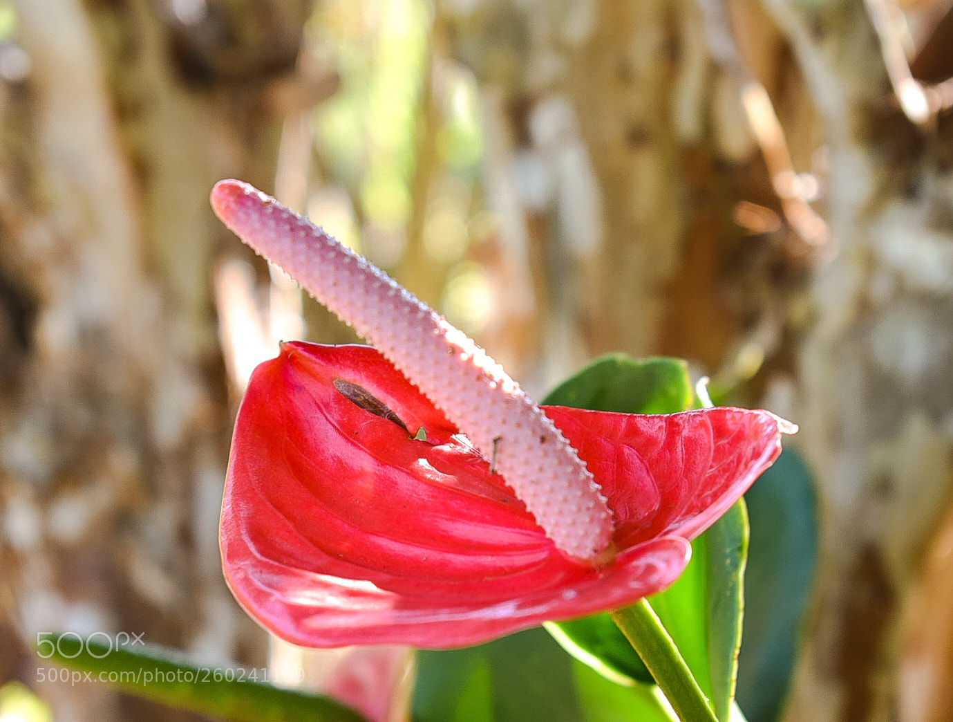 Nikon D5300 sample photo. Untitled photography