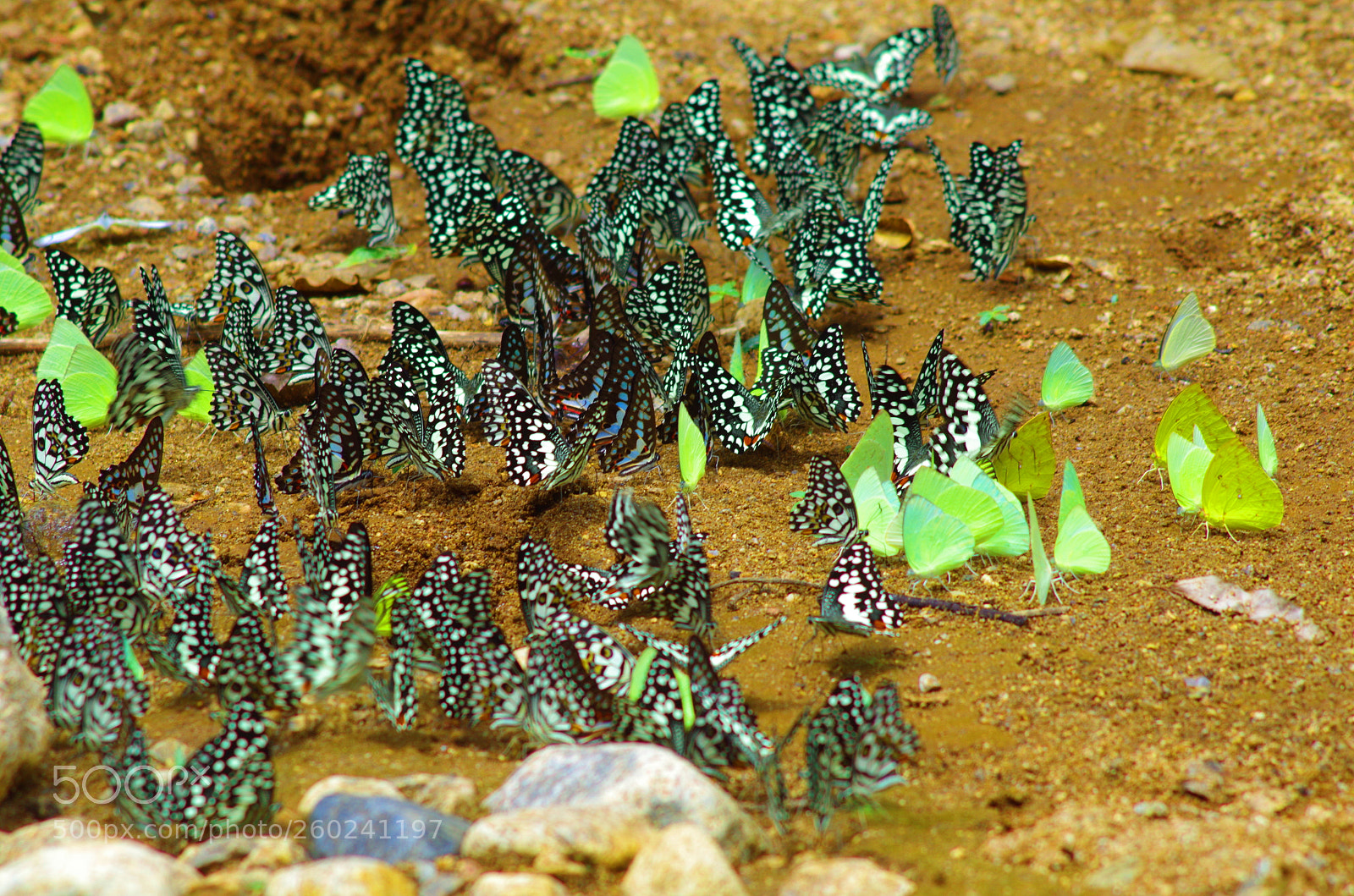 Pentax K-500 sample photo. Mud puddling ! photography