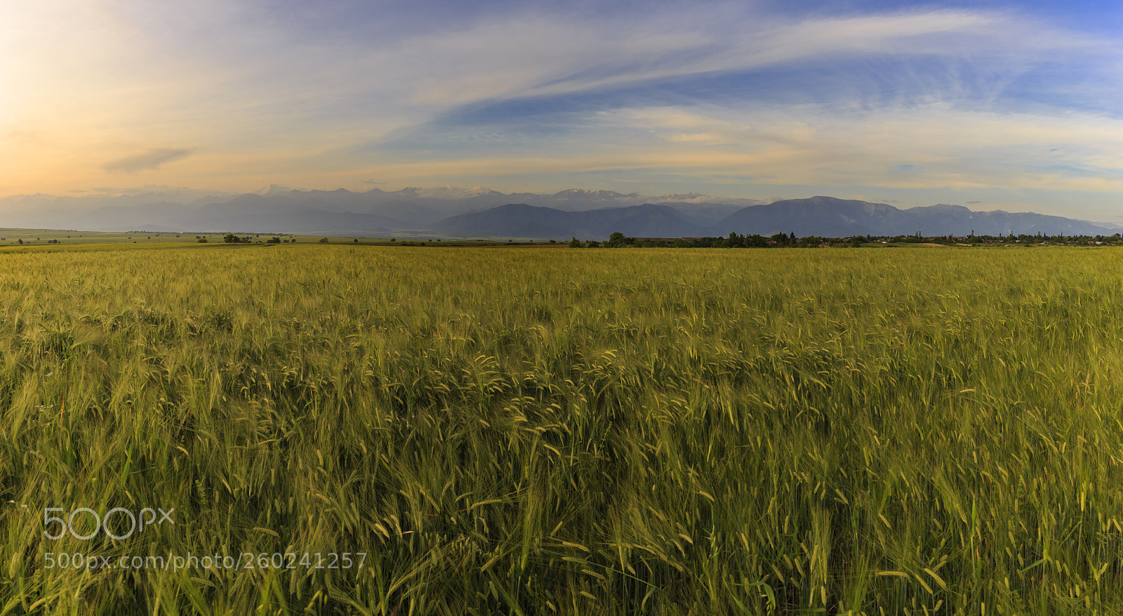 Canon EOS 6D sample photo. Wheat field and snow-capped photography