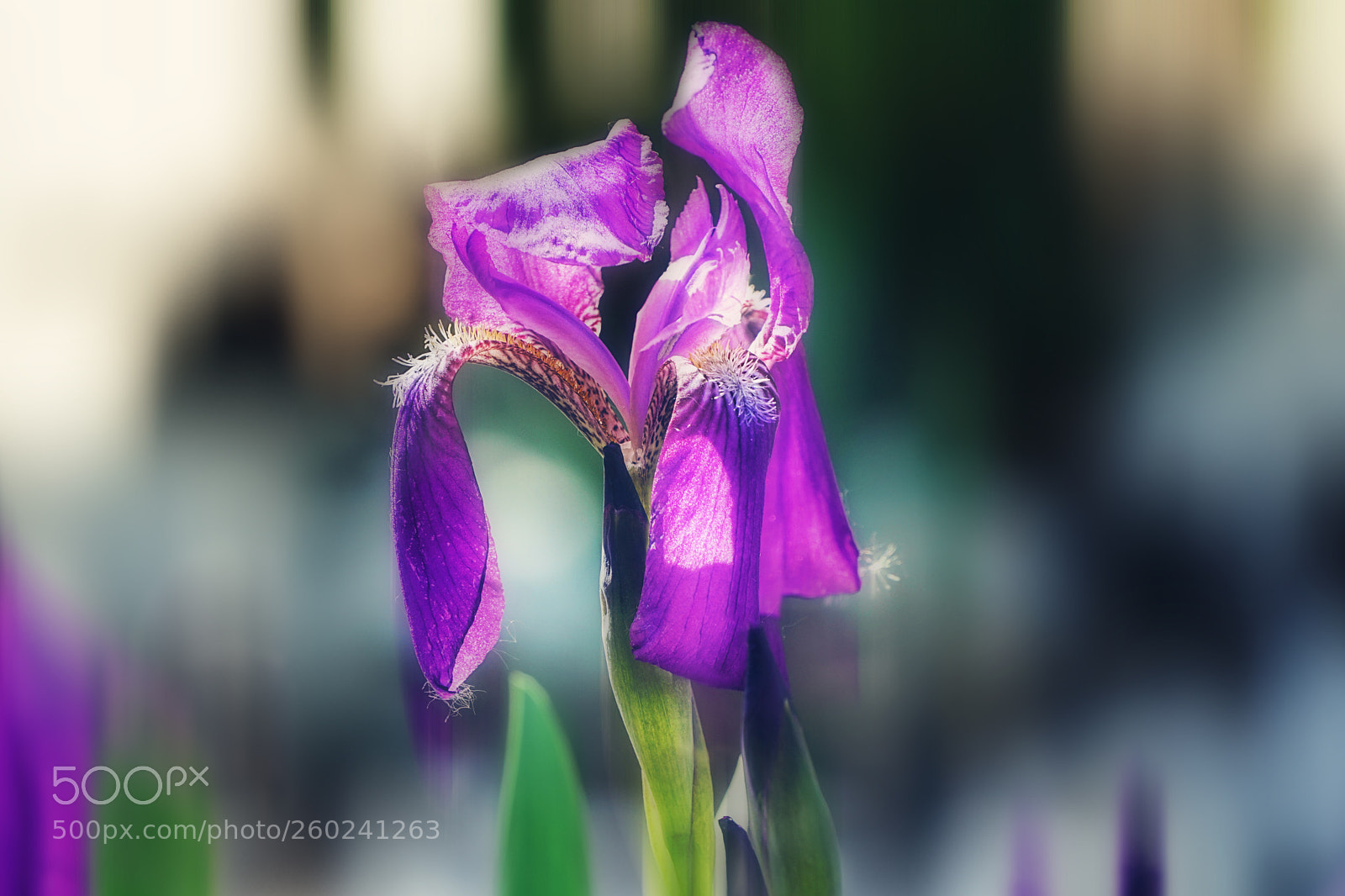 Sony a6300 sample photo. Iris flower photography