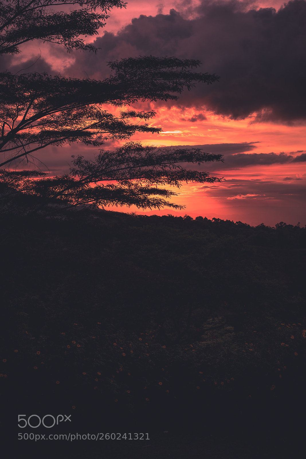 Nikon D750 sample photo. Untitled photography